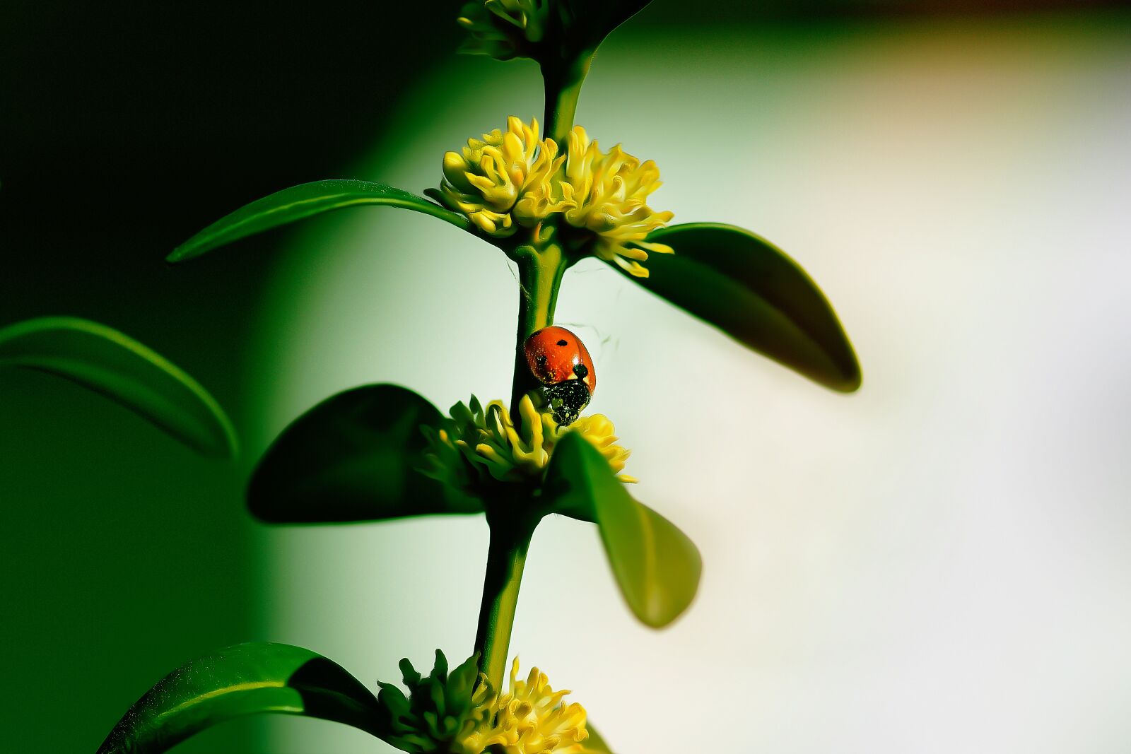 Nikon D7200 sample photo. Ladybug, insect, boxwood photography