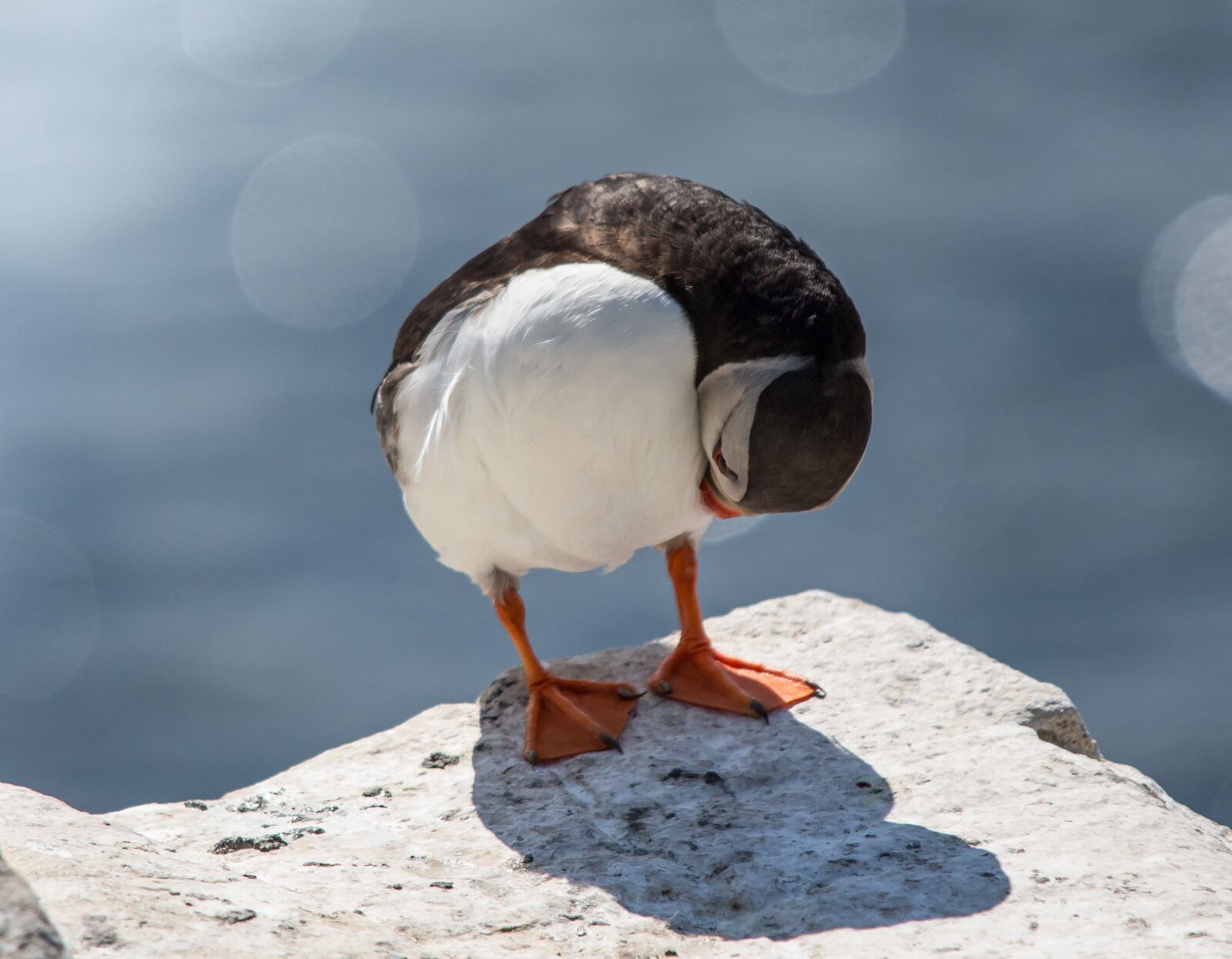 Canon EOS 5D Mark III sample photo. Puffin, bird, sea photography