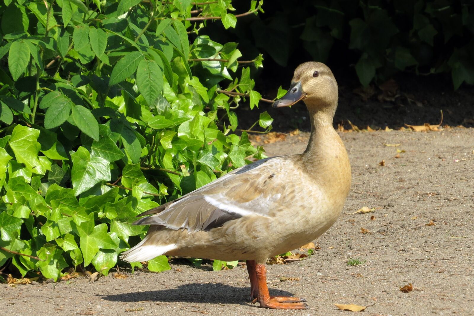 Canon PowerShot SX50 HS sample photo. Bird, duck, mallard photography
