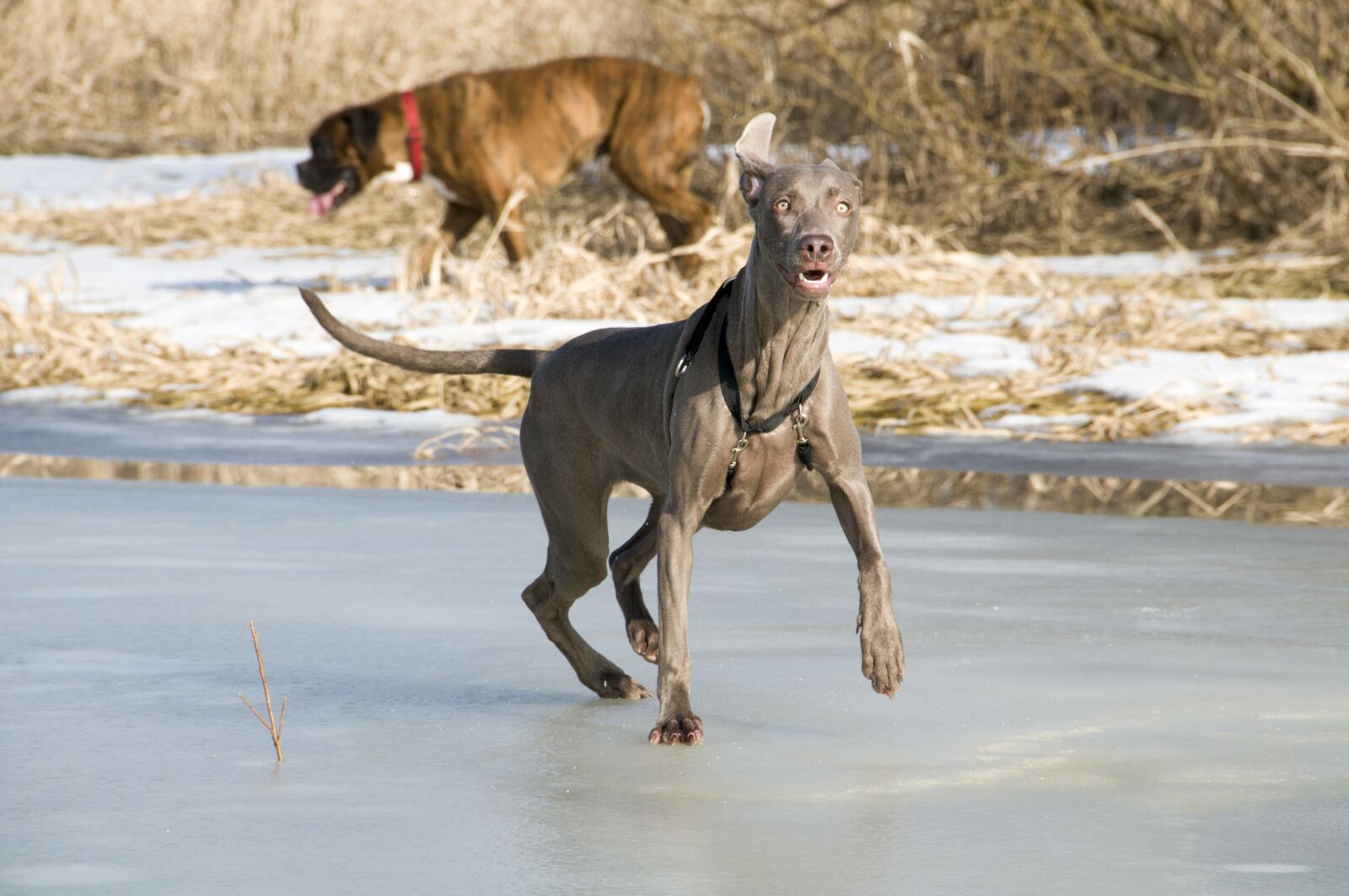 Nikon D300 sample photo. Dog, animal, doggy photography