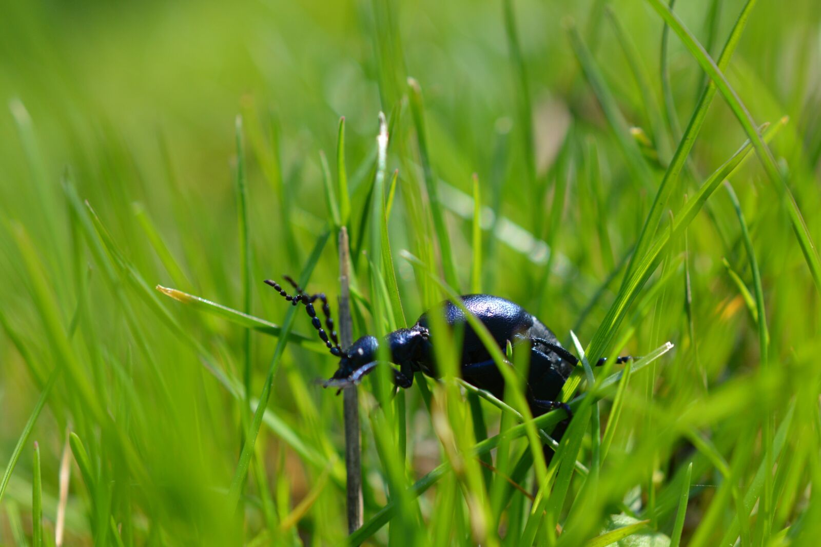 Nikon D5200 sample photo. Beetle, insect, nature photography