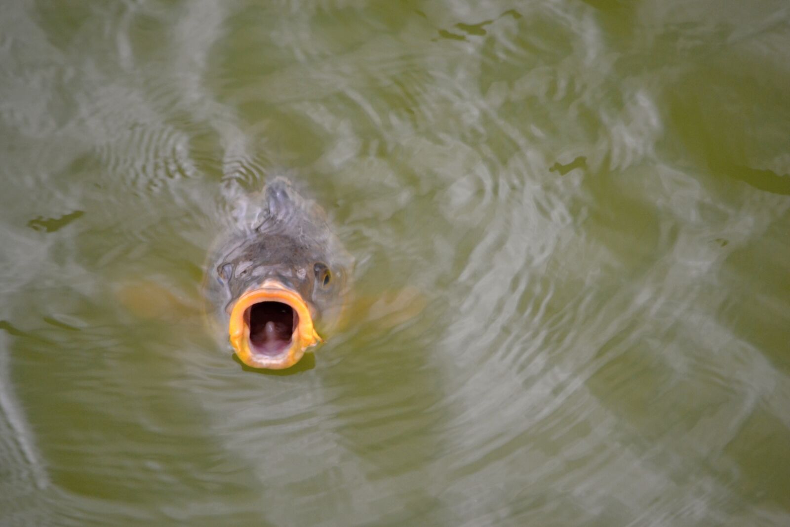 Nikon D3100 sample photo. Fish, pond, water photography