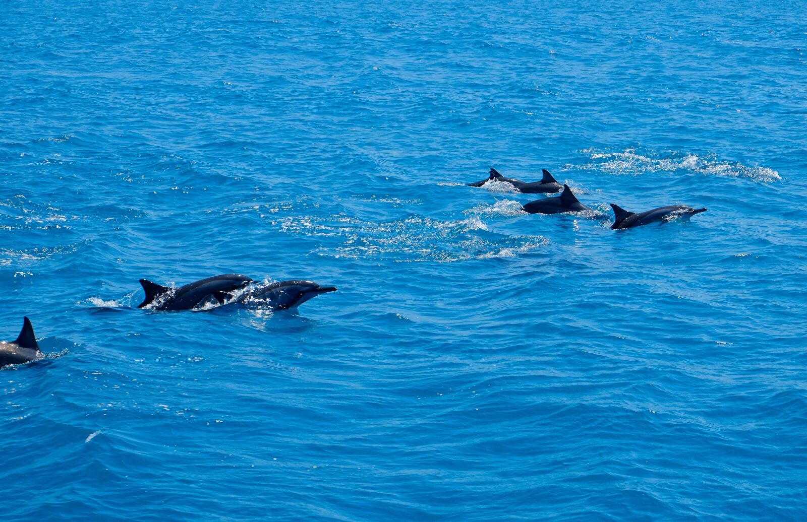 Fujifilm X-E1 sample photo. Dolphin, marine, animal photography