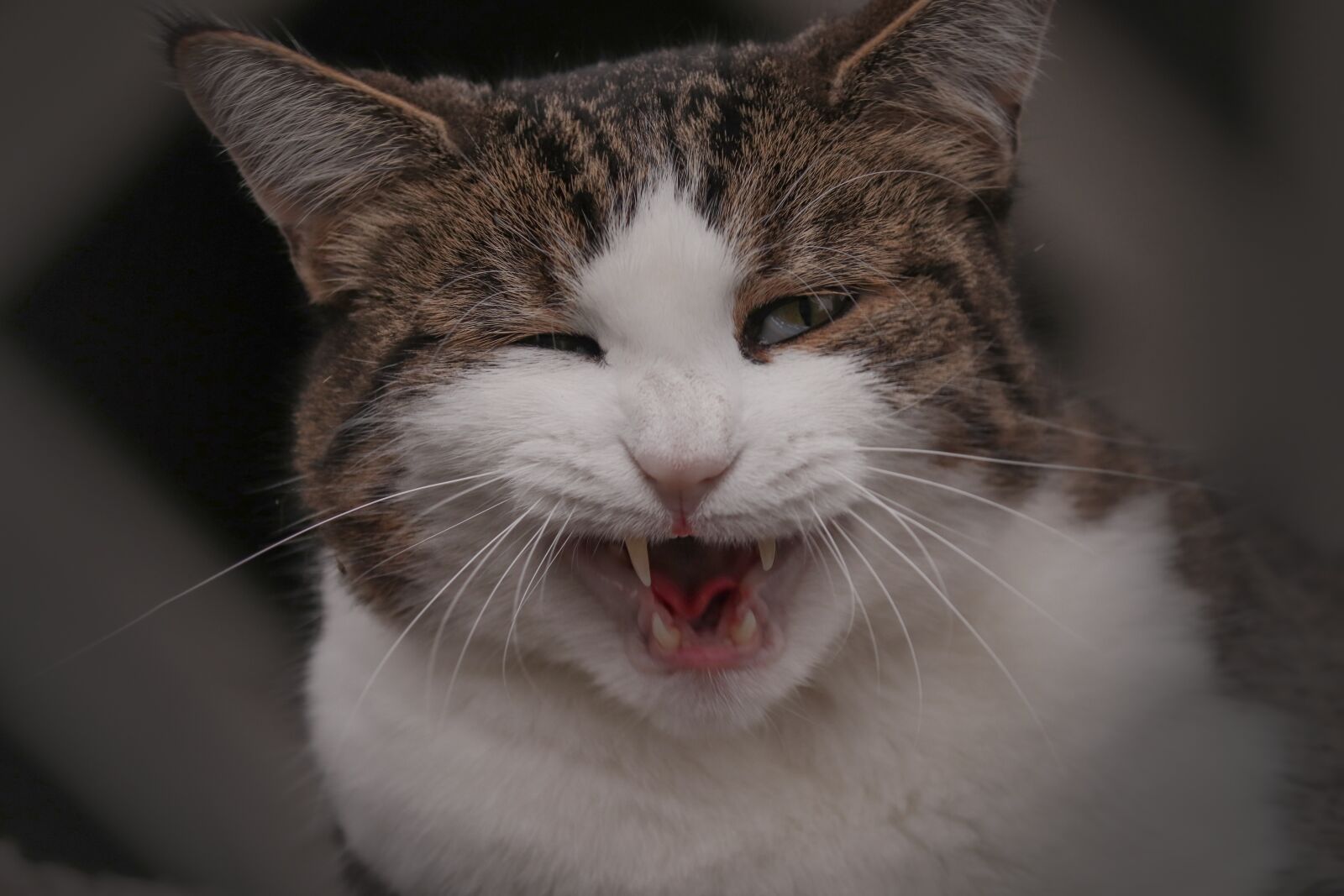 Canon EOS 200D (EOS Rebel SL2 / EOS Kiss X9) sample photo. Domestic cat, cat, foot photography
