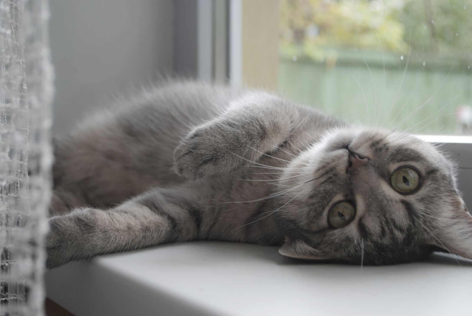 Nikon D60 sample photo. Cat, sloth, window sill photography