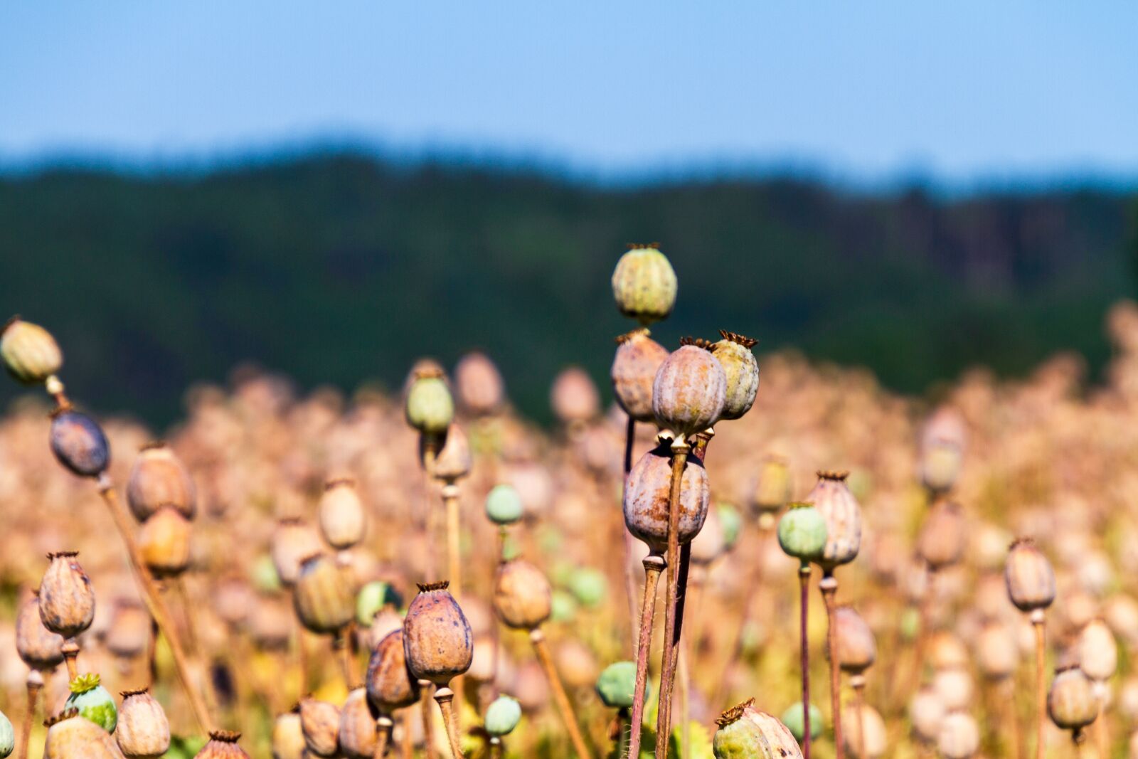 Canon EOS 7D sample photo. Poppy capsules, nature, poppy photography