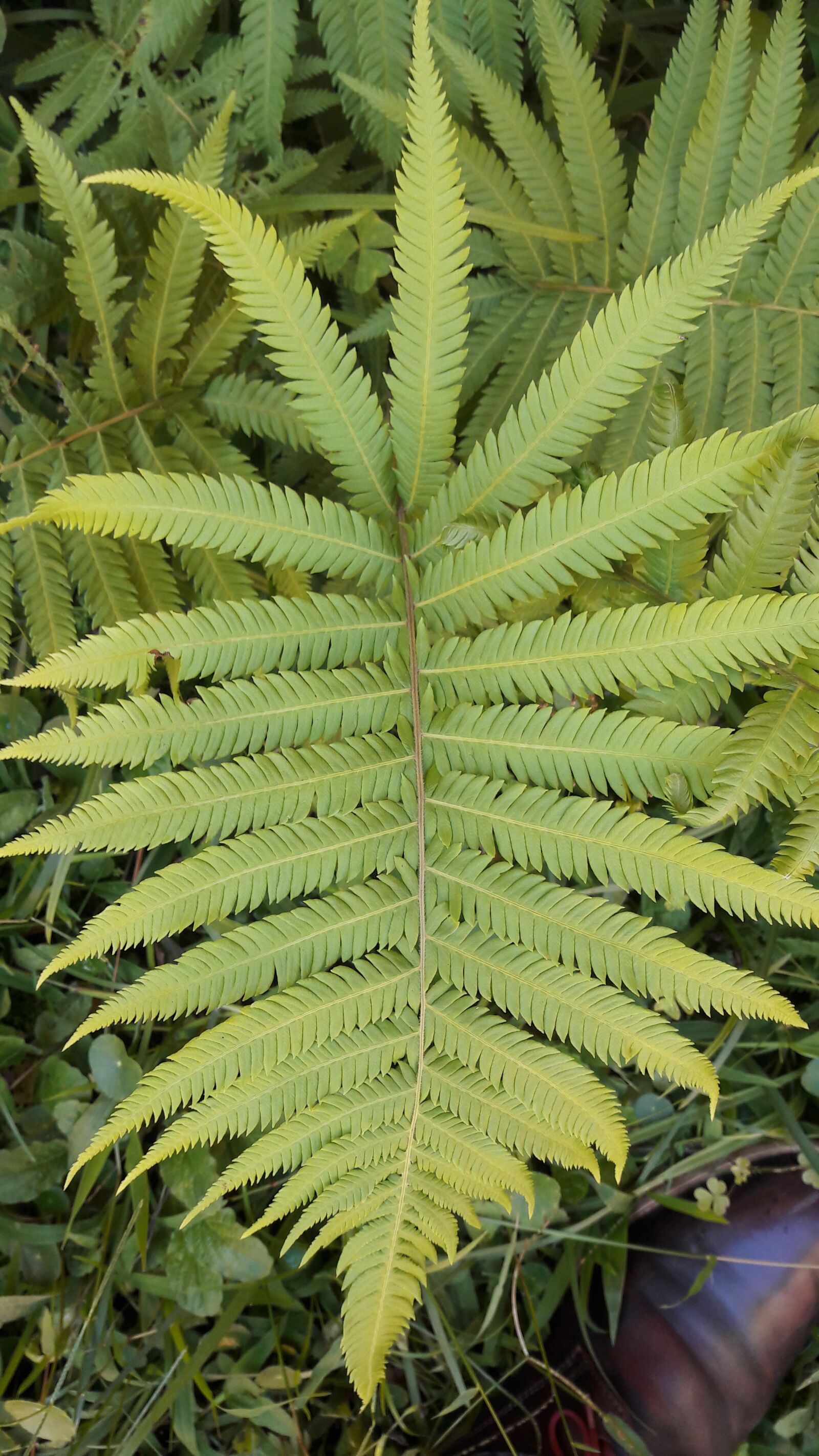 Samsung Galaxy J7 sample photo. Fern, garden, green photography
