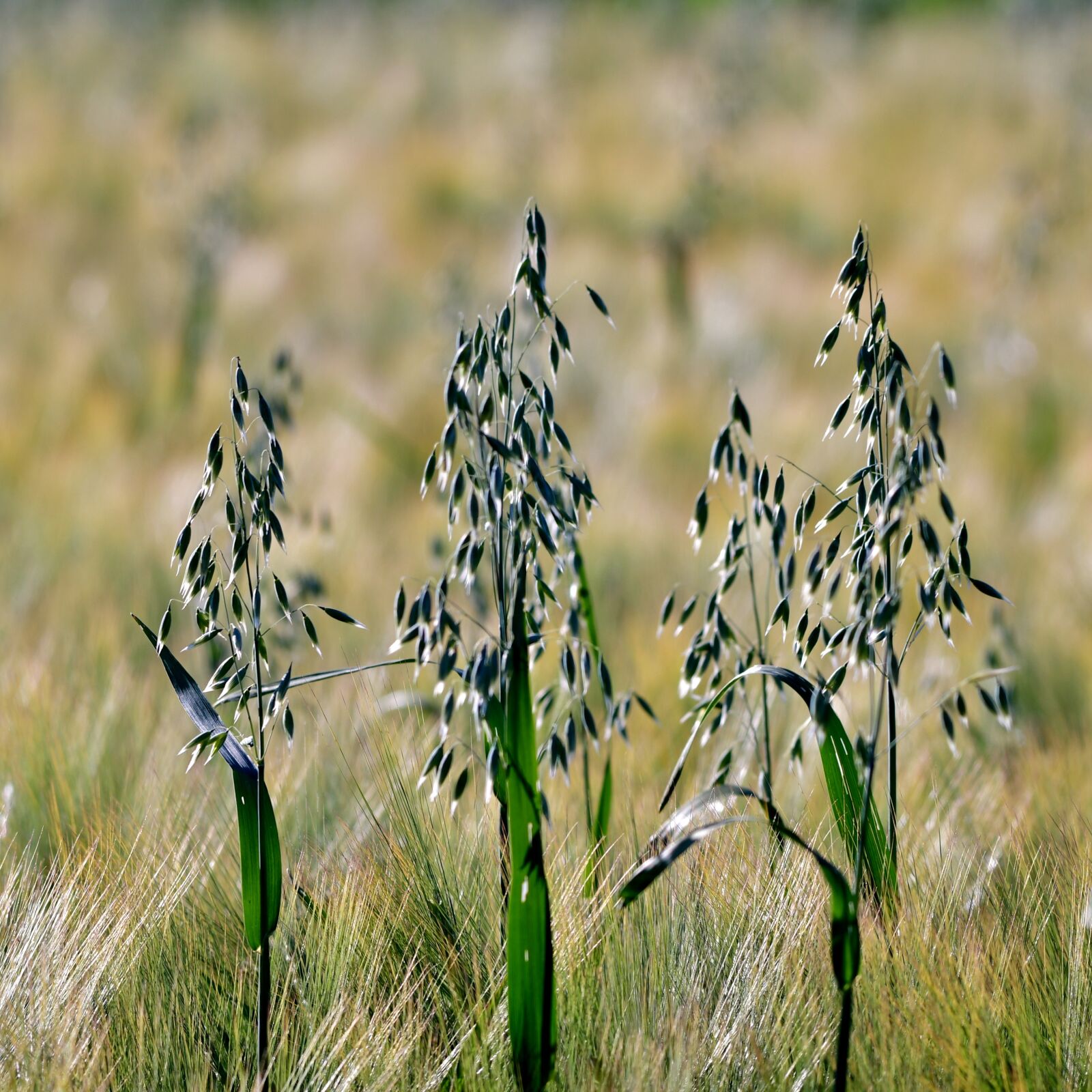 Nikon D500 sample photo. Oats, seeds, food photography