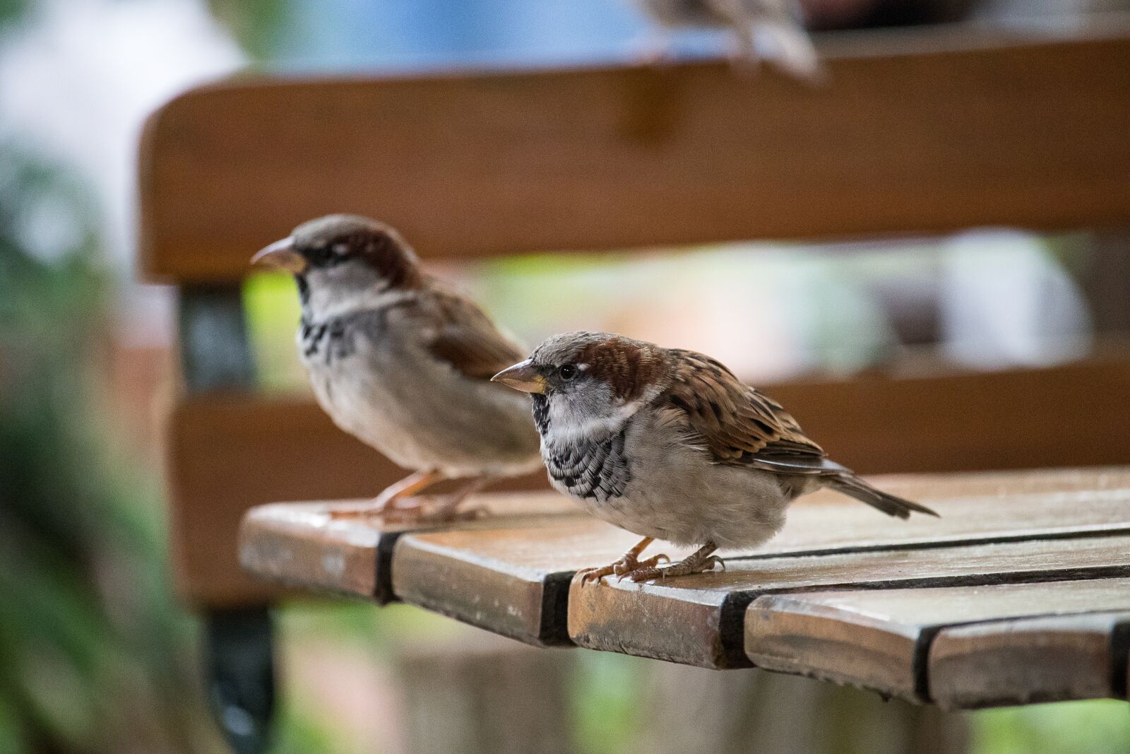Canon EF-S 55-250mm F4-5.6 IS STM sample photo. Sparrow, sperling, bird photography