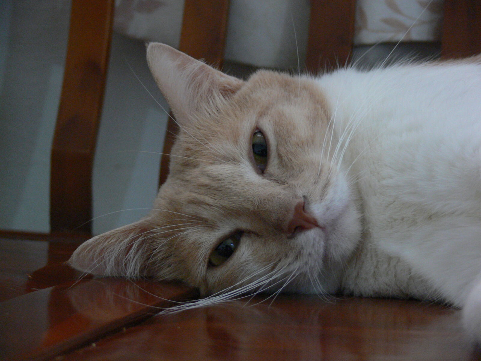 Panasonic DMC-FZ30 sample photo. Catcapture3 photography