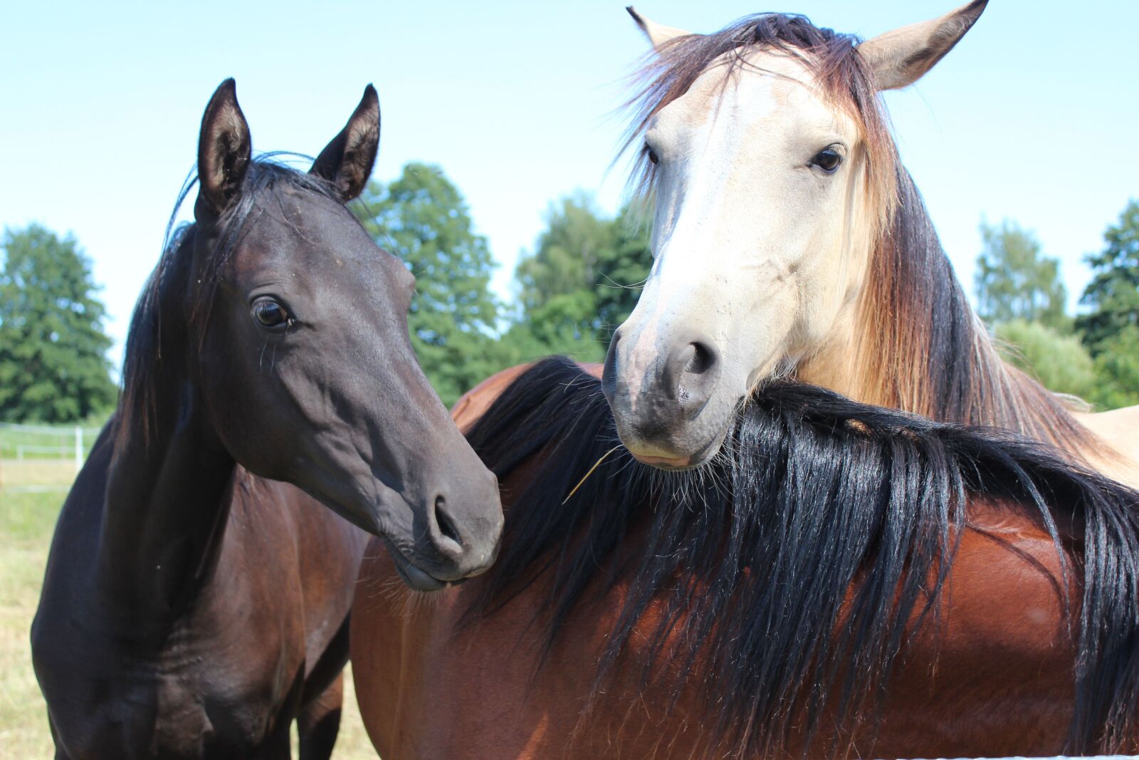 Canon EOS 600D (Rebel EOS T3i / EOS Kiss X5) sample photo. Horse, pony, foal photography