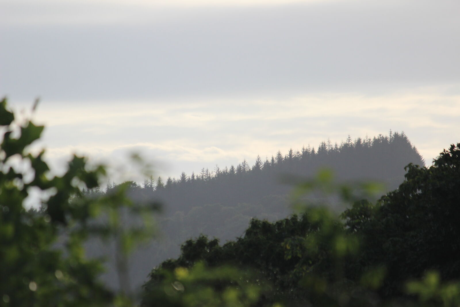 Canon EF-S 55-250mm F4-5.6 IS II sample photo. Forest, landscape photography