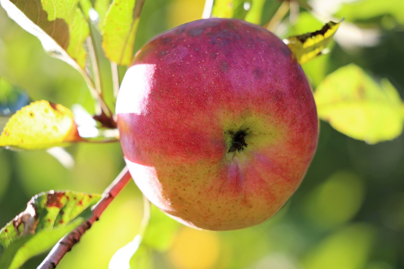 Canon EF 70-300 F4-5.6 IS II USM sample photo. Apple, red, green photography