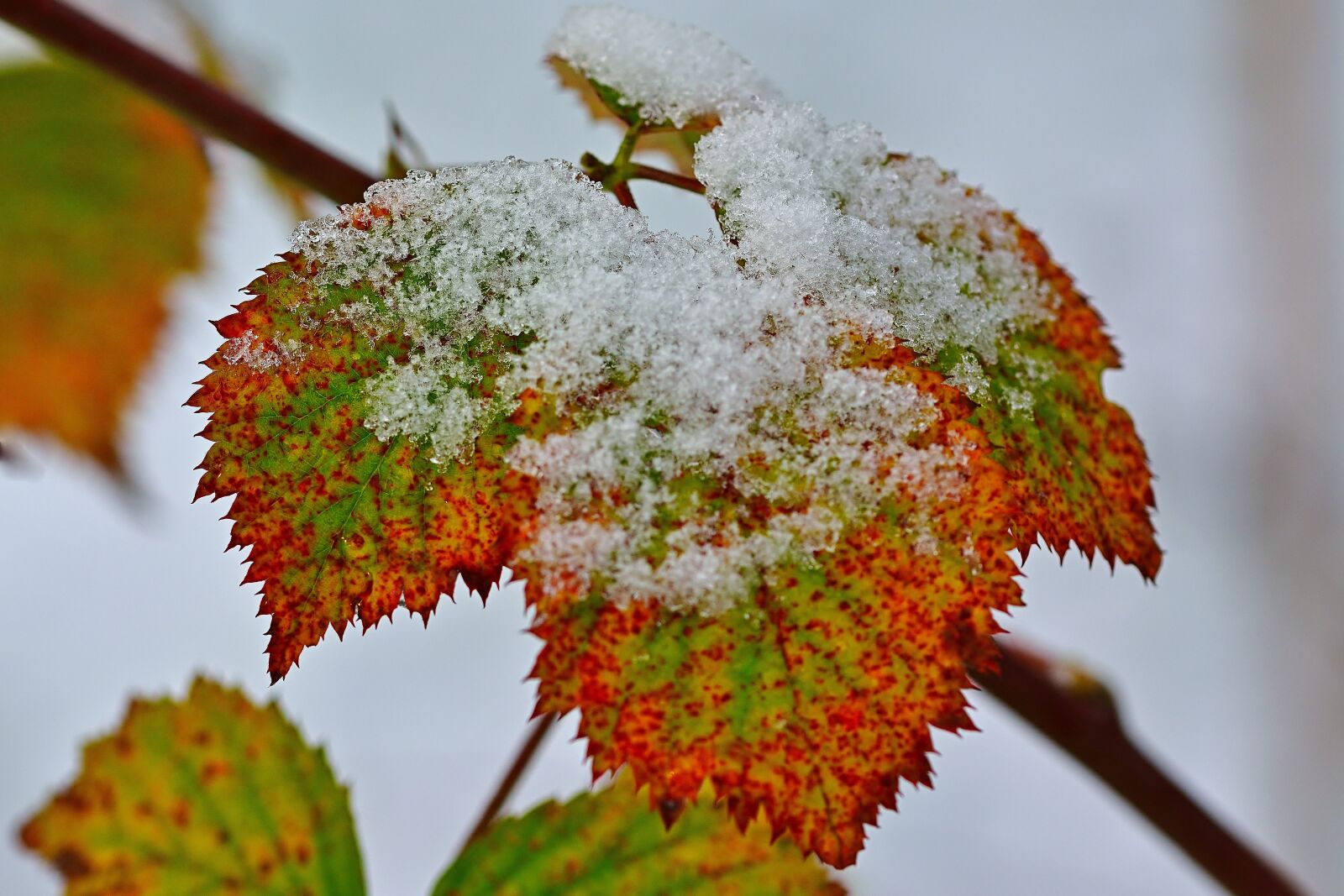 Nikon D5200 sample photo. Leaf, coloring, snow photography