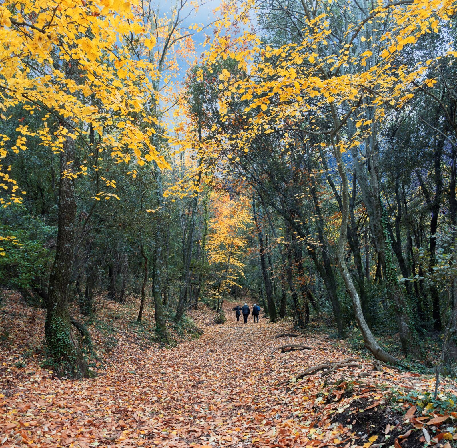 Olympus TG-5 sample photo. Forest, trees, path photography