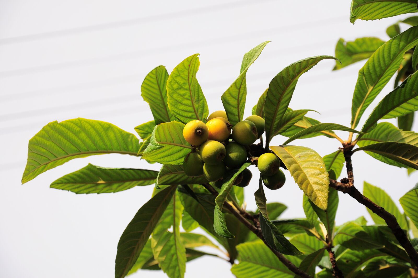 Nikon D90 sample photo. Malta plum, new world photography