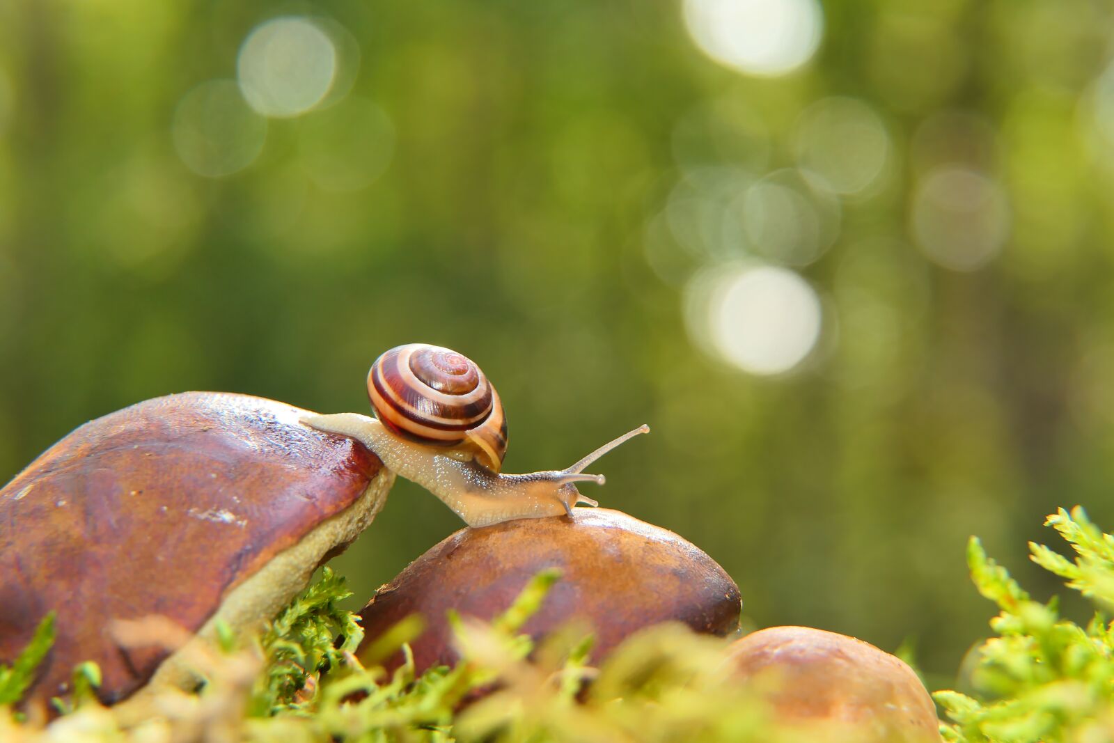 Panasonic Lumix DMC-FZ2500 (Lumix DMC-FZ2000) sample photo. Snail, grove snail, mollusc photography