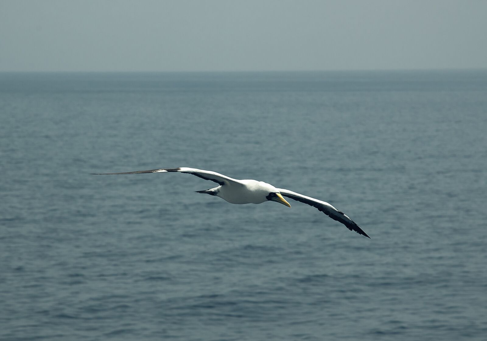 Nikon D750 sample photo. Seagull, bird, sea photography