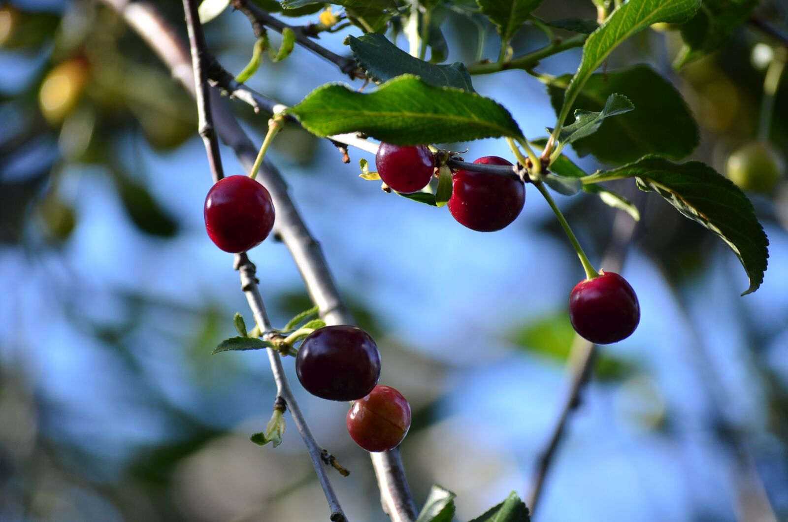 Nikon D5100 sample photo. Cherry, berry, summer photography