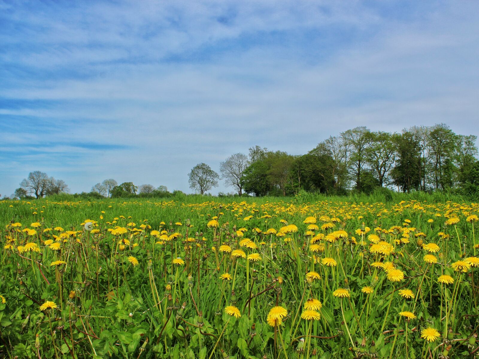 Canon EOS 1300D (EOS Rebel T6 / EOS Kiss X80) sample photo. Field, meadow, landscape photography