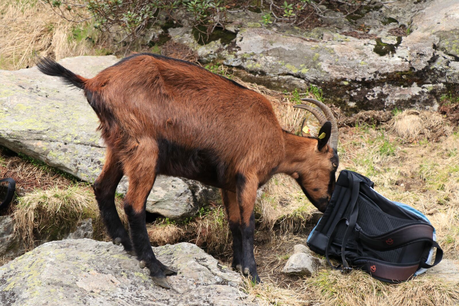 Canon EF-S 18-135mm F3.5-5.6 IS USM sample photo. Goat, animals, mountain goat photography