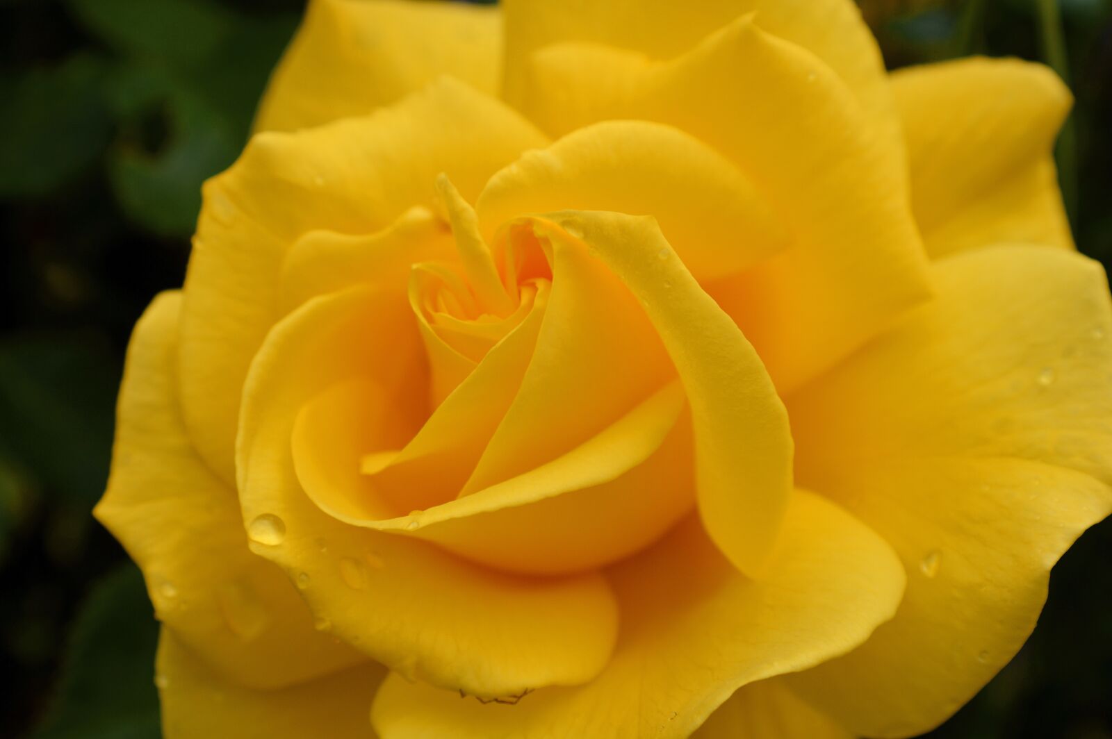Nikon D3200 sample photo. Rose, yellow rose, close photography