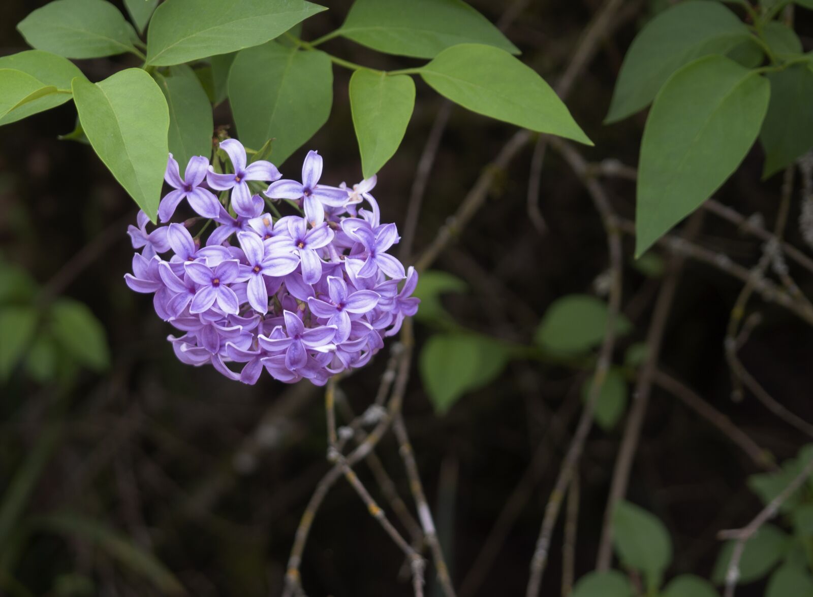Olympus OM-D E-M10 II sample photo. Lilac, spring, bloom photography