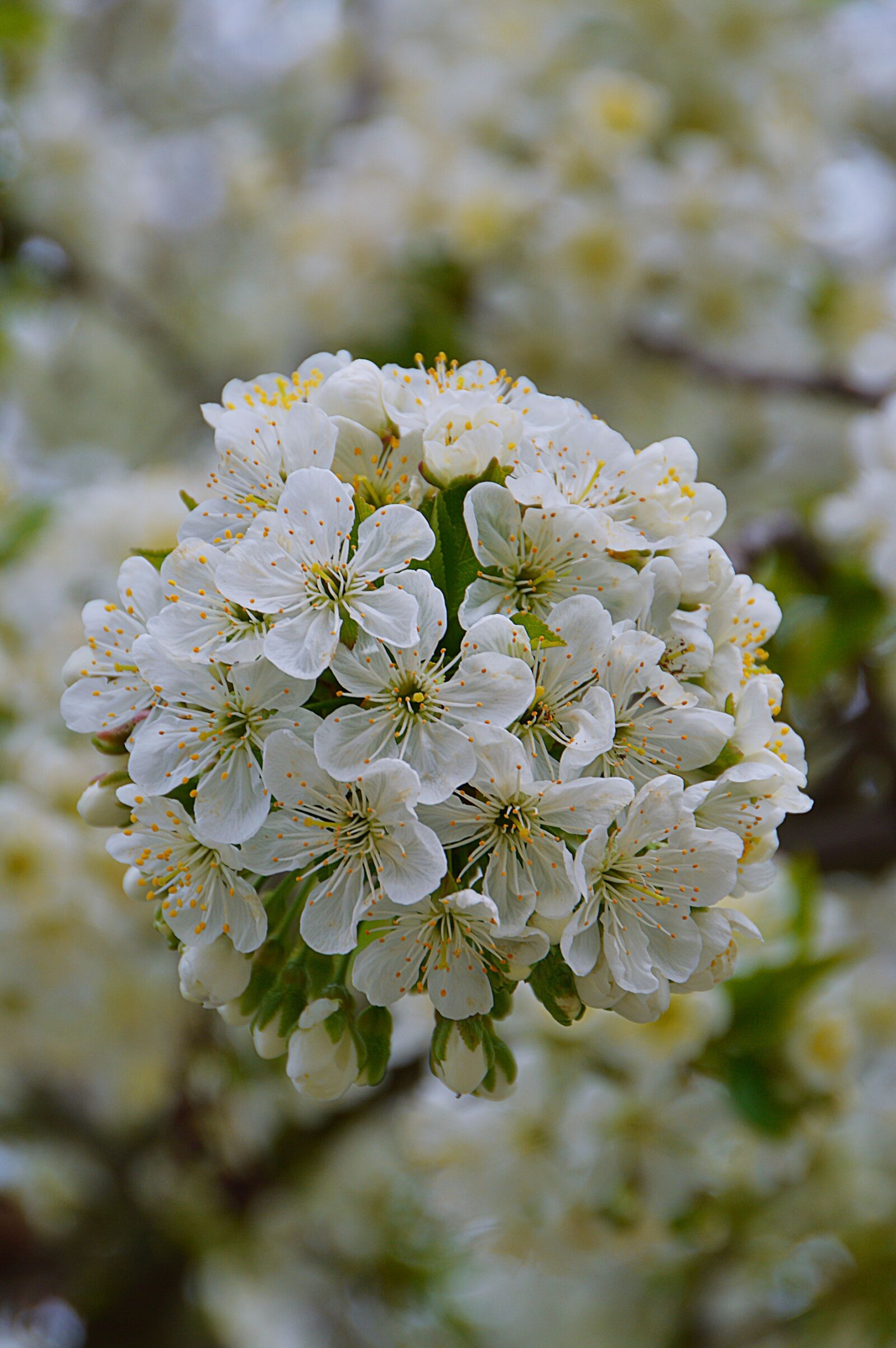 Nikon D3200 sample photo. Spring, garden, white photography