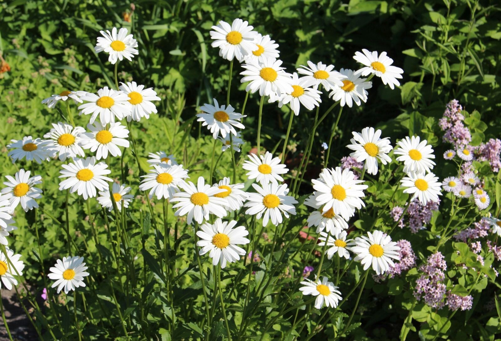Canon EOS 700D (EOS Rebel T5i / EOS Kiss X7i) sample photo. Flowers, spring, chamomile photography