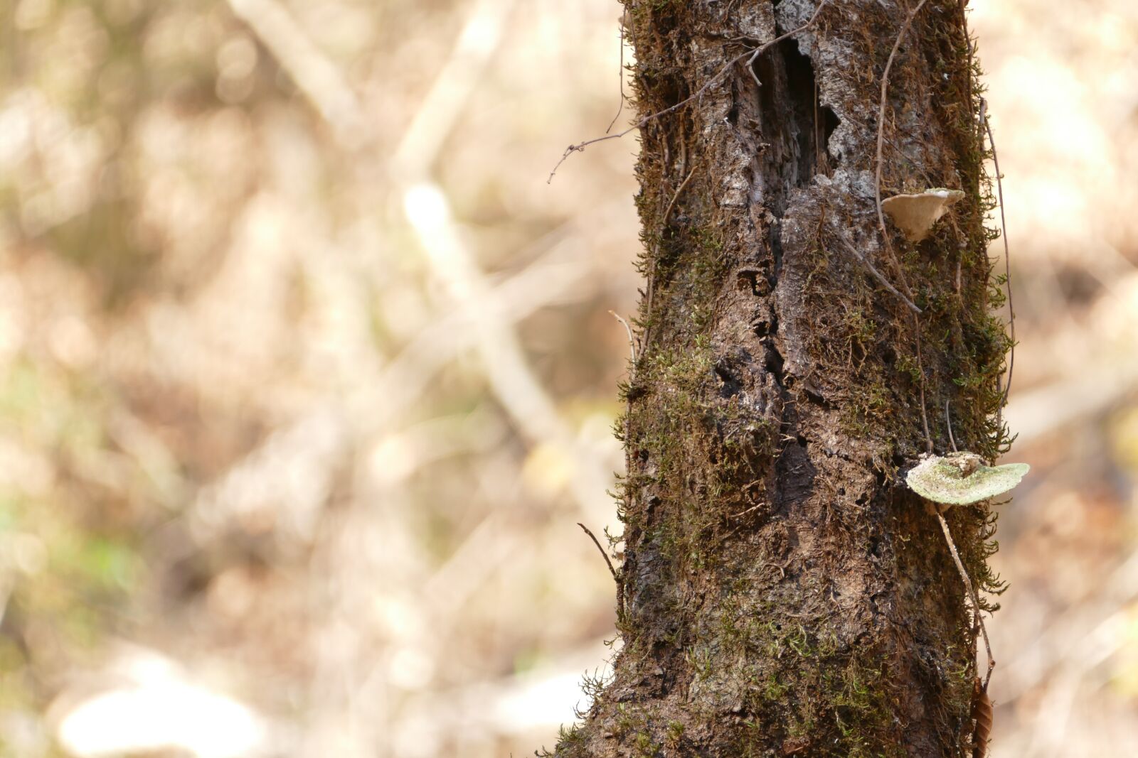 Panasonic Lumix DMC-FZ1000 sample photo. Forest, lichen, tree photography