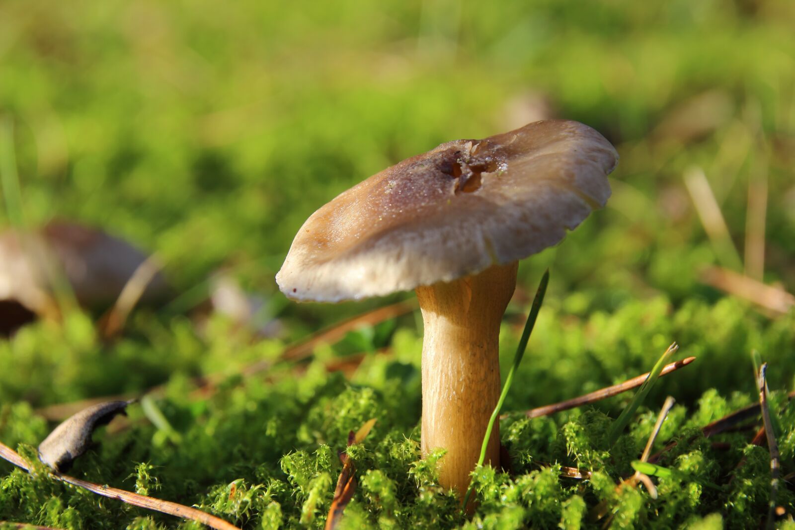 Canon EOS 600D (Rebel EOS T3i / EOS Kiss X5) sample photo. Mushroom, moss, forest photography