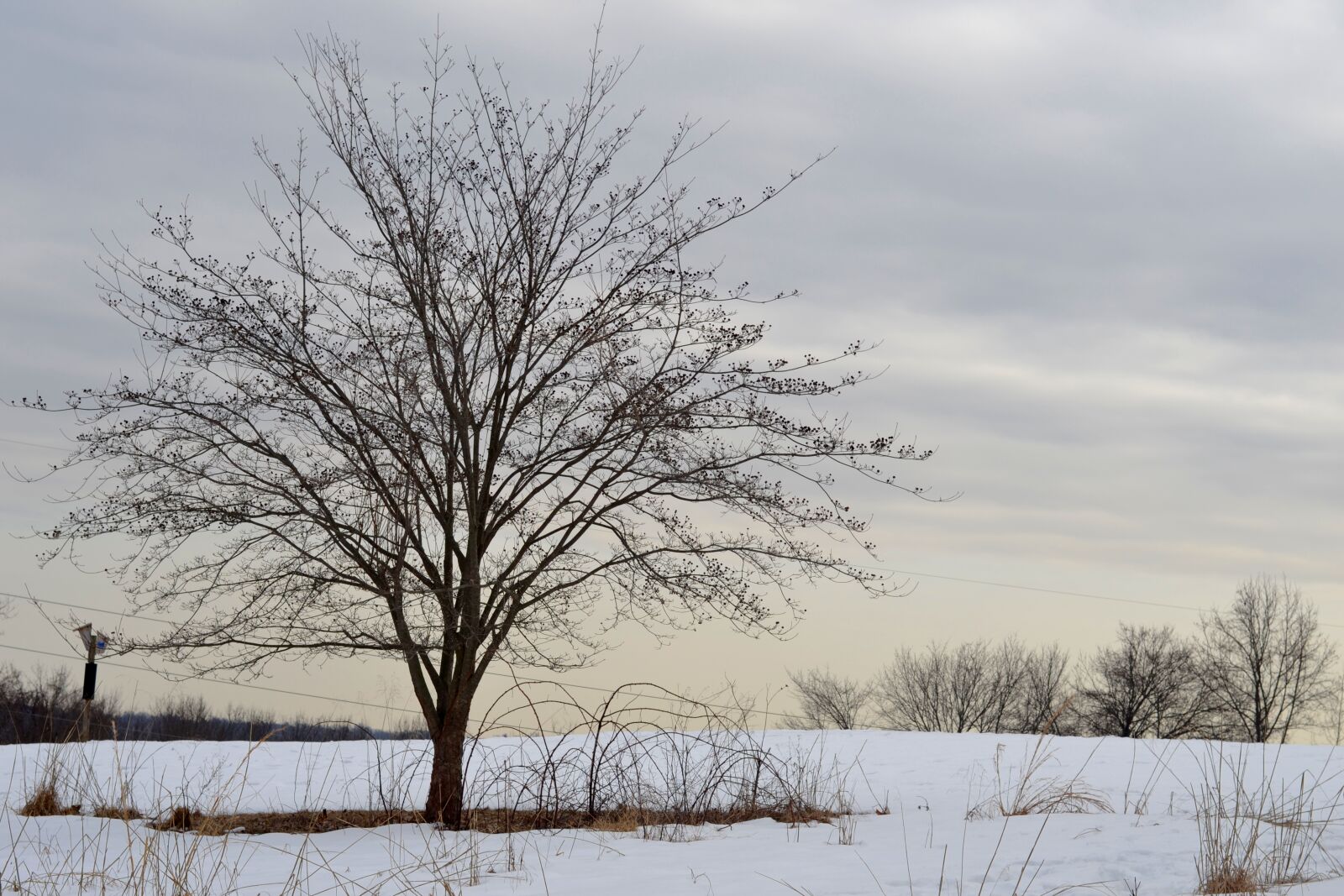Nikon D3100 sample photo. Snow, tree, winter photography