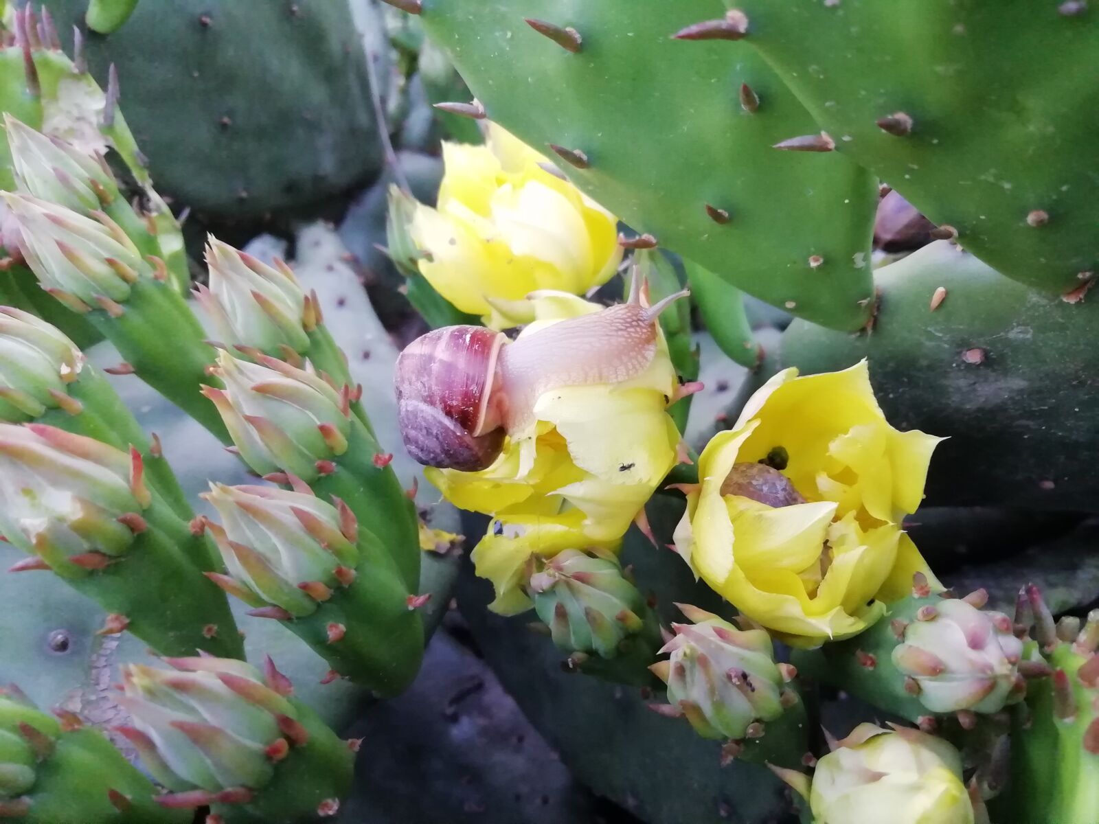 HUAWEI Honor 9 Lite sample photo. Cactus flowers, snail, green photography