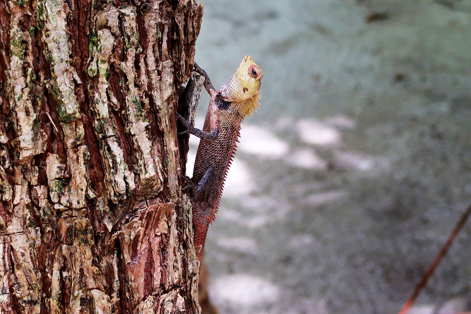 Canon PowerShot G7 X Mark II sample photo. Tree, lizard, animal photography