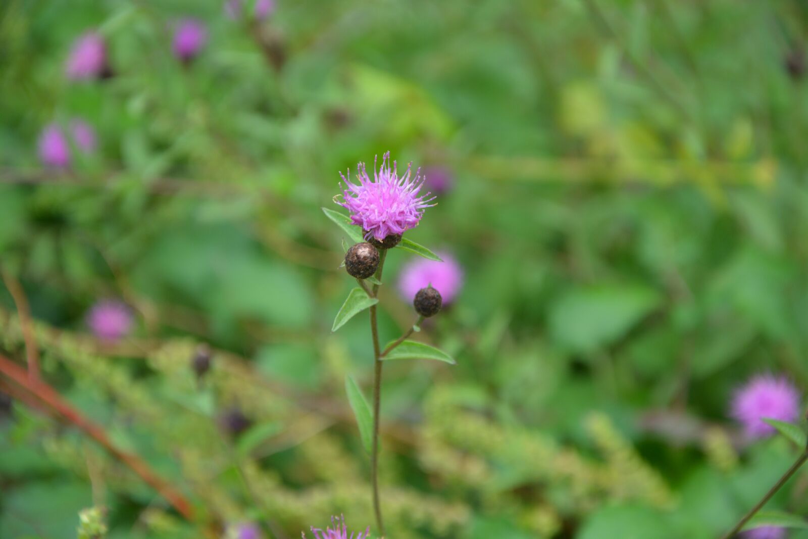 Nikon D5200 sample photo. Flower thistle purple, green photography