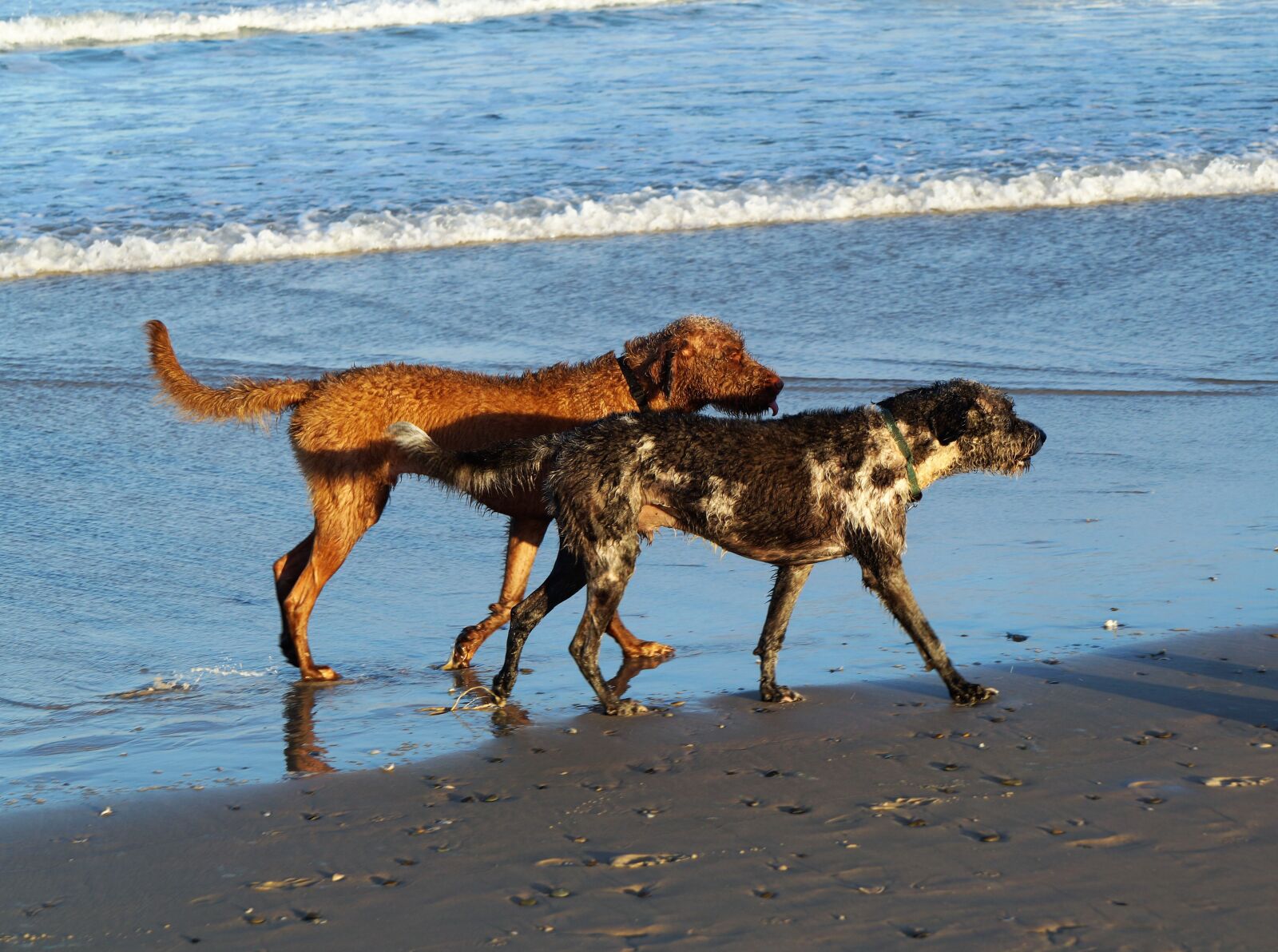 Sony Alpha a3500 + Sony E 55-210mm F4.5-6.3 OSS sample photo. Dogs on beach, dogs photography