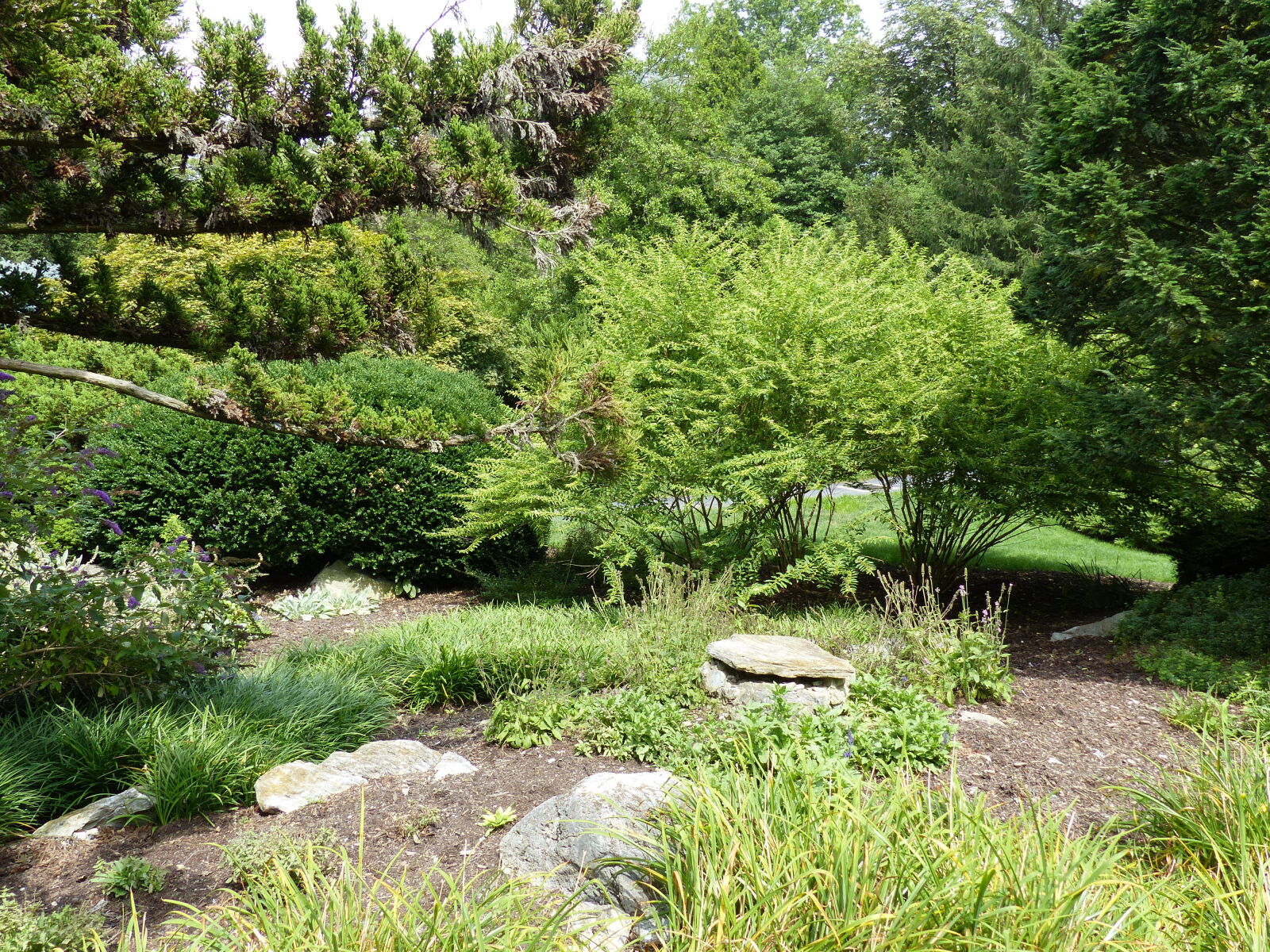 Panasonic Lumix DMC-FZ200 sample photo. Evergreen, garden, landscape, nature photography