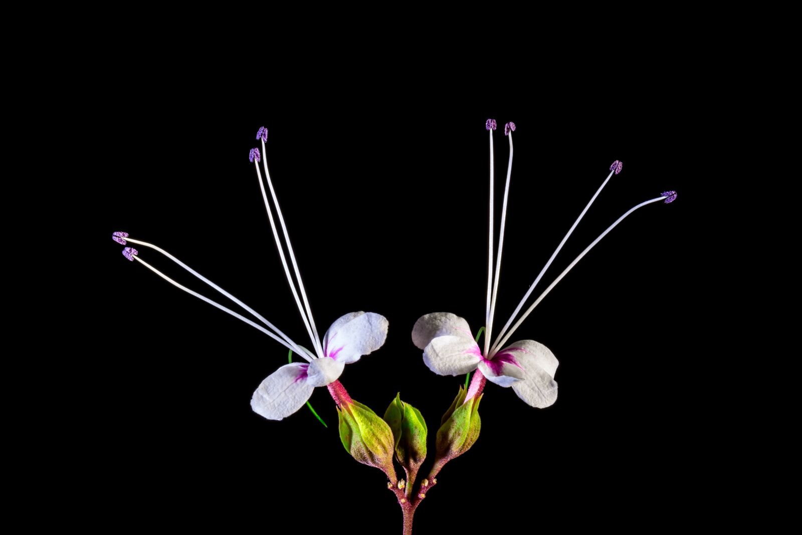 Nikon D5200 sample photo. Wild flower, flower, blossom photography