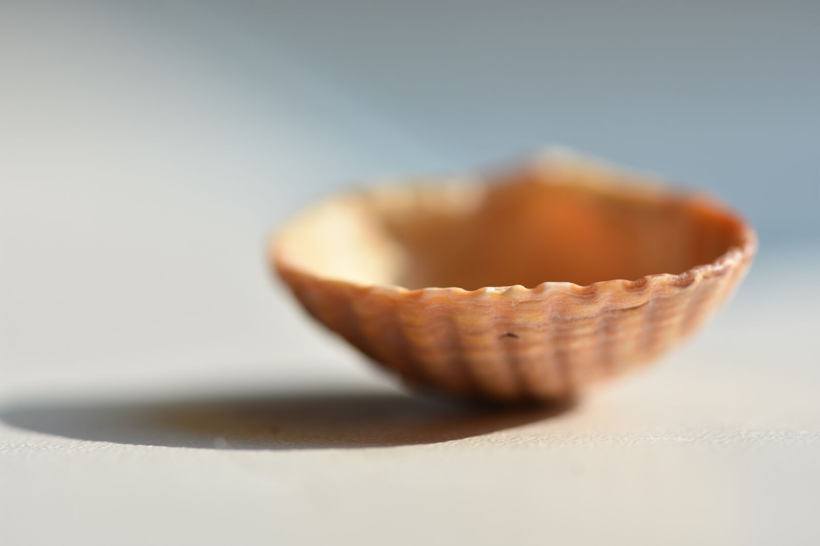 Nikon D7200 sample photo. Shell, macro, seashells photography