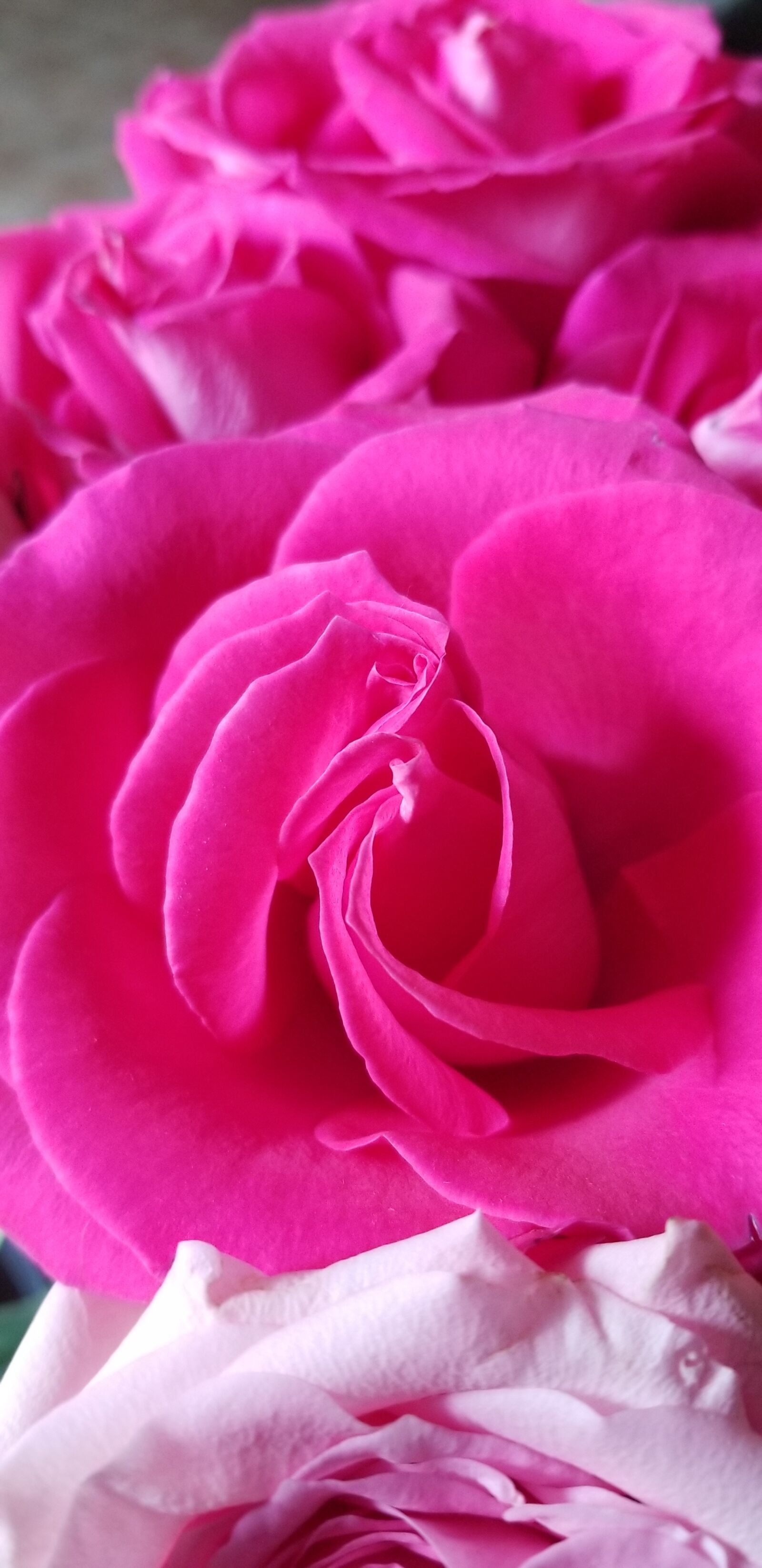 Samsung Galaxy S8 sample photo. Rose, beauty, pink photography