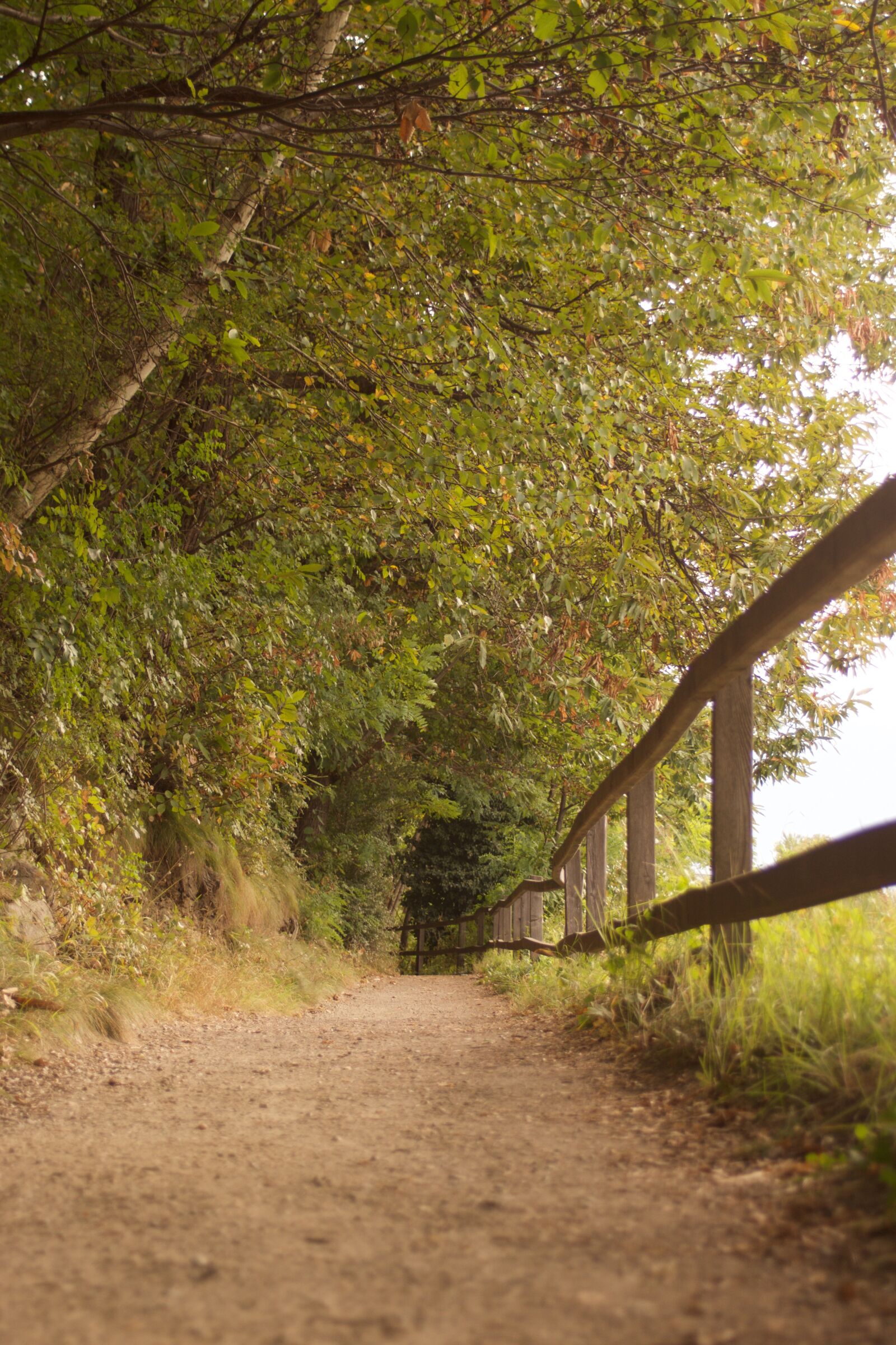 Sony SLT-A65 (SLT-A65V) sample photo. Trail, waalweg, italy photography