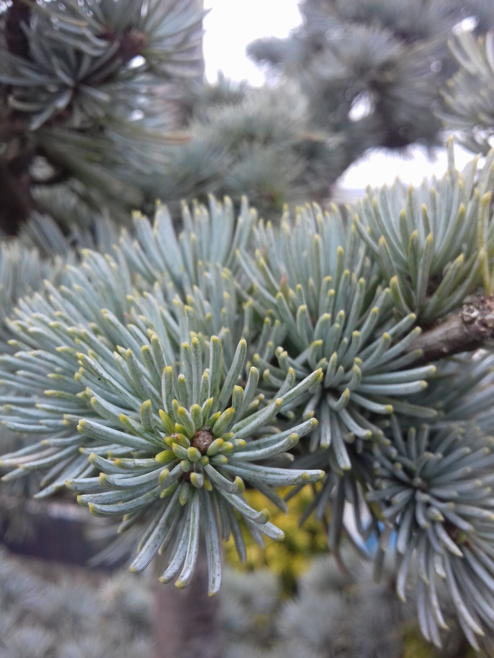 Samsung Galaxy J3(2016) sample photo. Winter, needle, tree photography