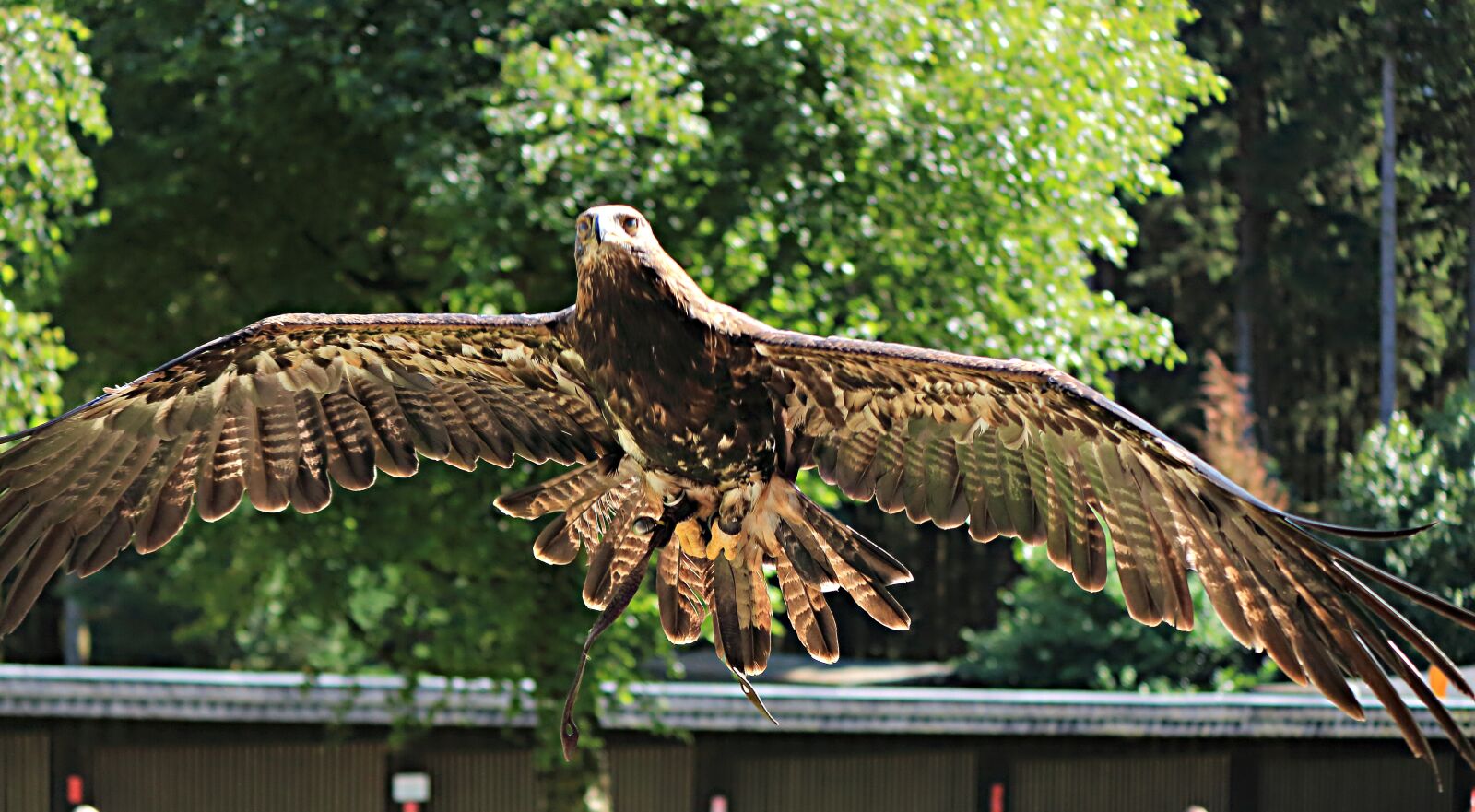 Canon EOS 700D (EOS Rebel T5i / EOS Kiss X7i) sample photo. Raptor, adler, bird of photography
