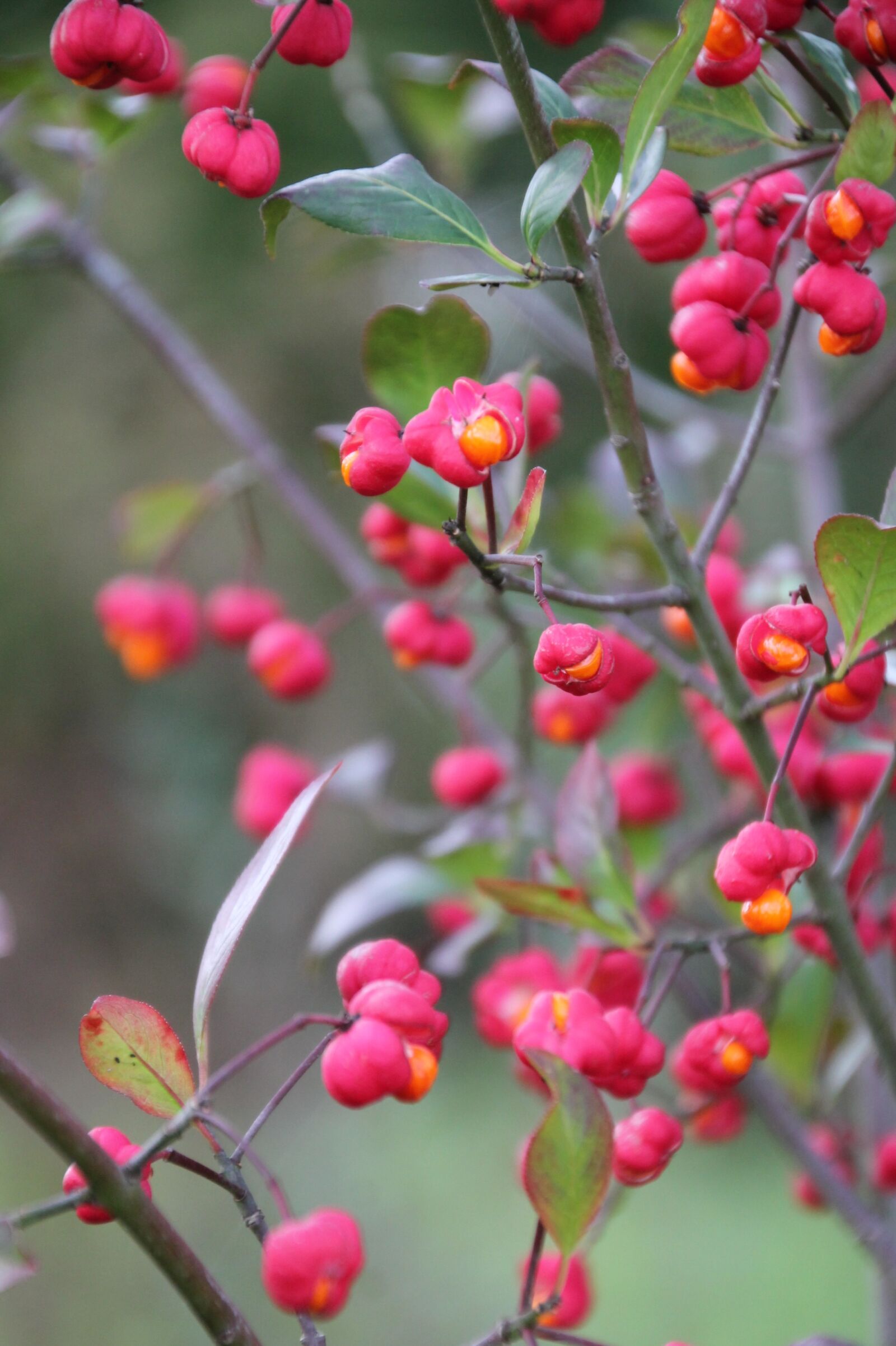 Canon EOS 1100D (EOS Rebel T3 / EOS Kiss X50) sample photo. Bush, flowers, autumn photography