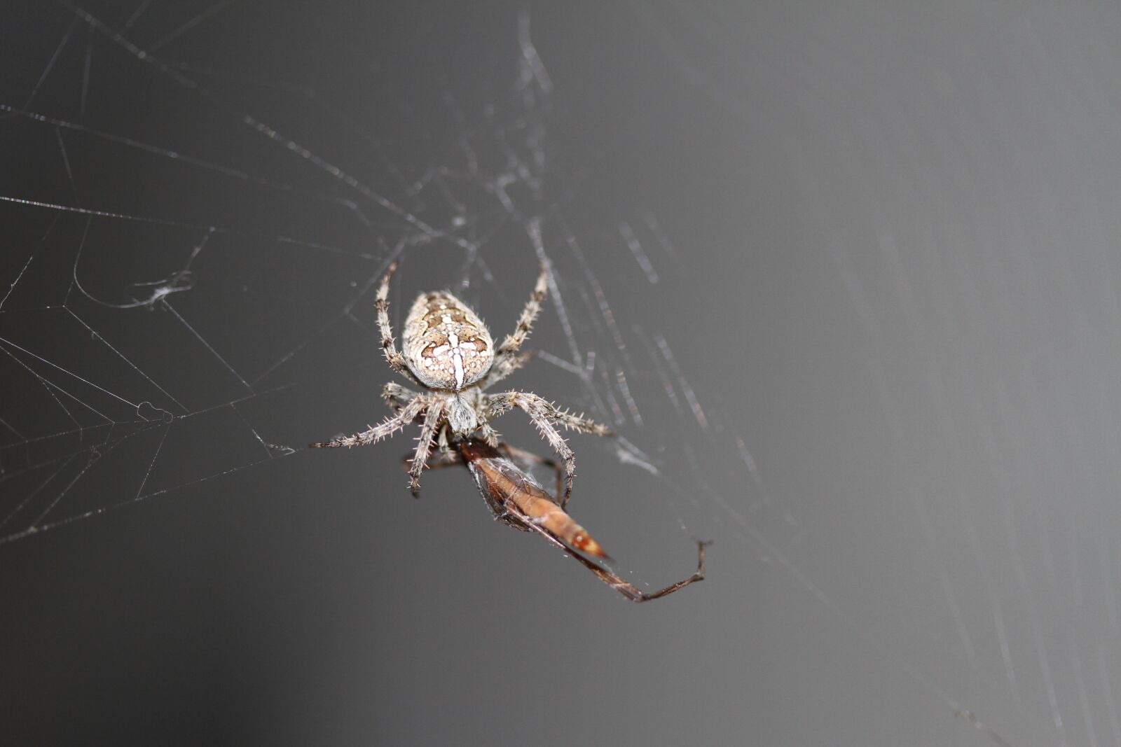 Canon EOS 7D sample photo. Spider, spider webs, cobweb photography