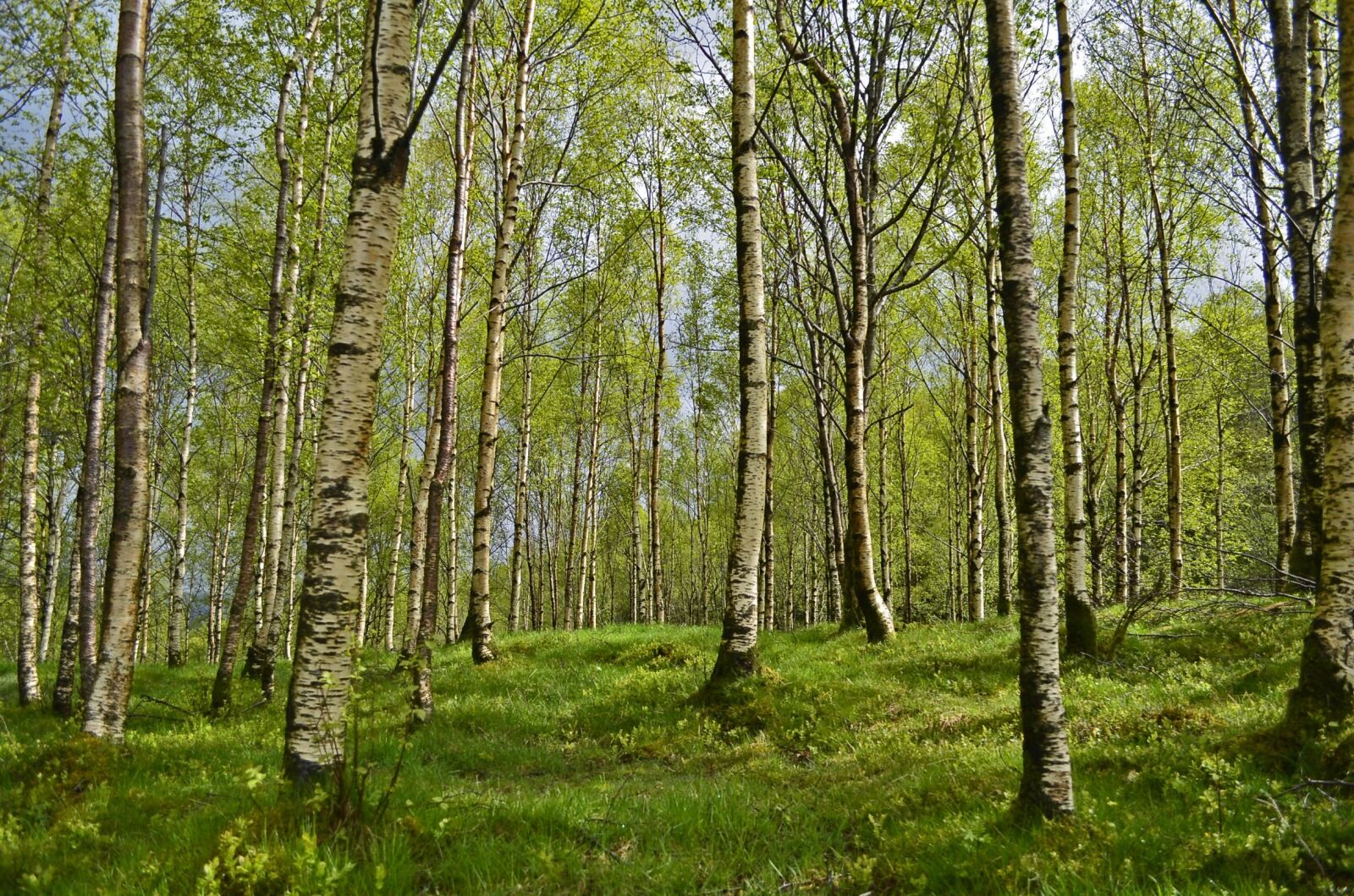 Nikon D5100 sample photo. Birch, birch forest, forest photography