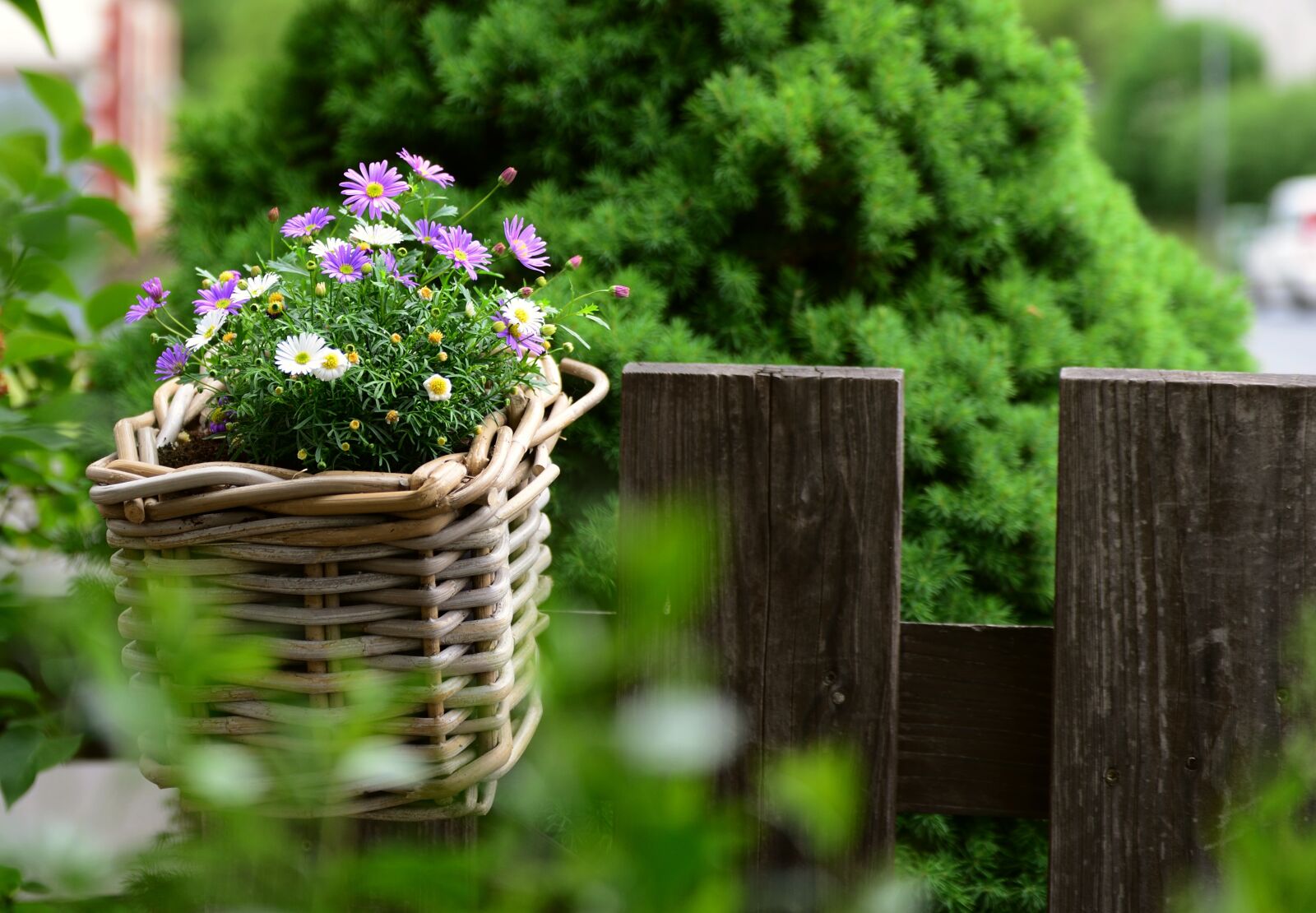 Nikon D610 sample photo. Daisies, flower basket, garden photography