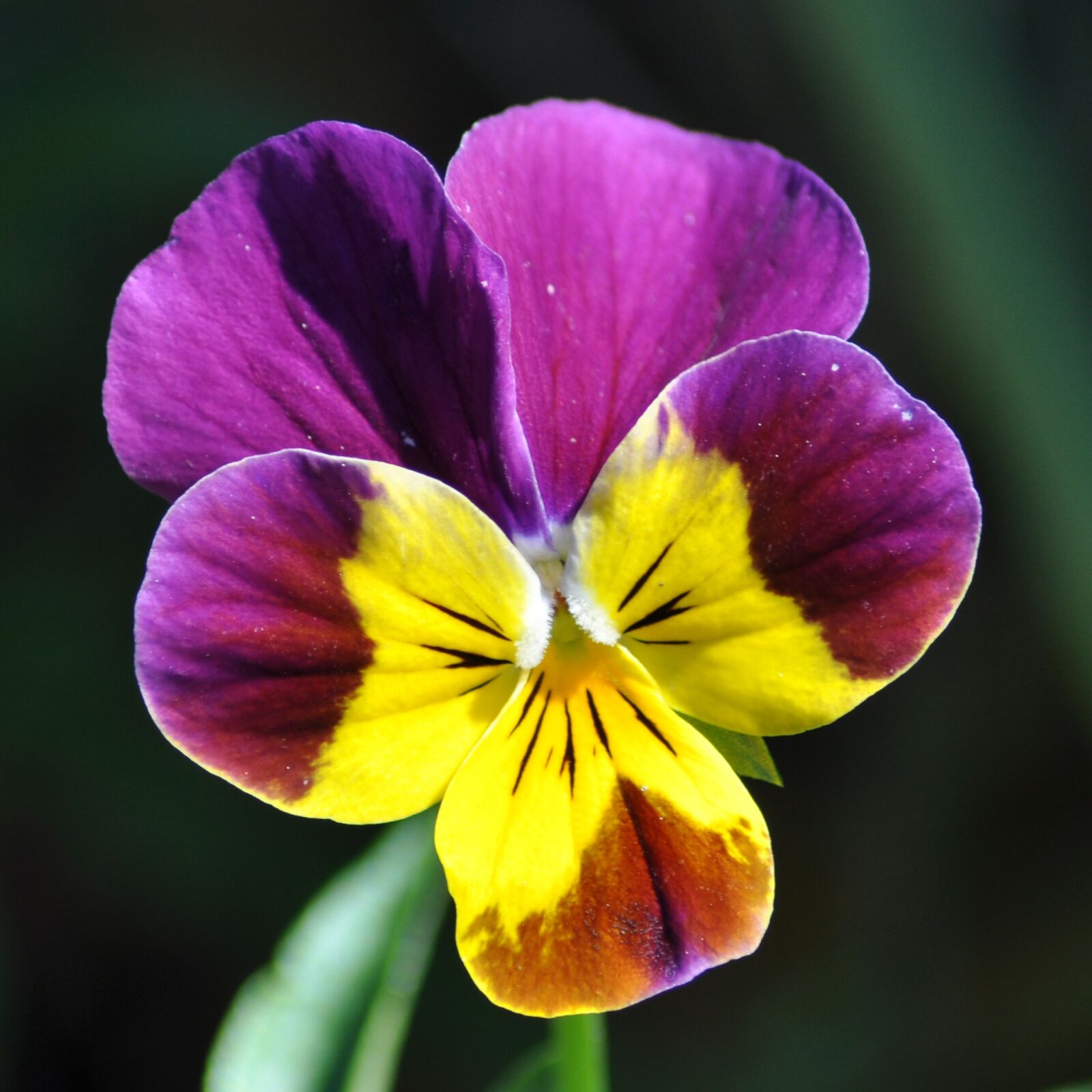 Nikon D5000 sample photo. Flower, purple, garden photography