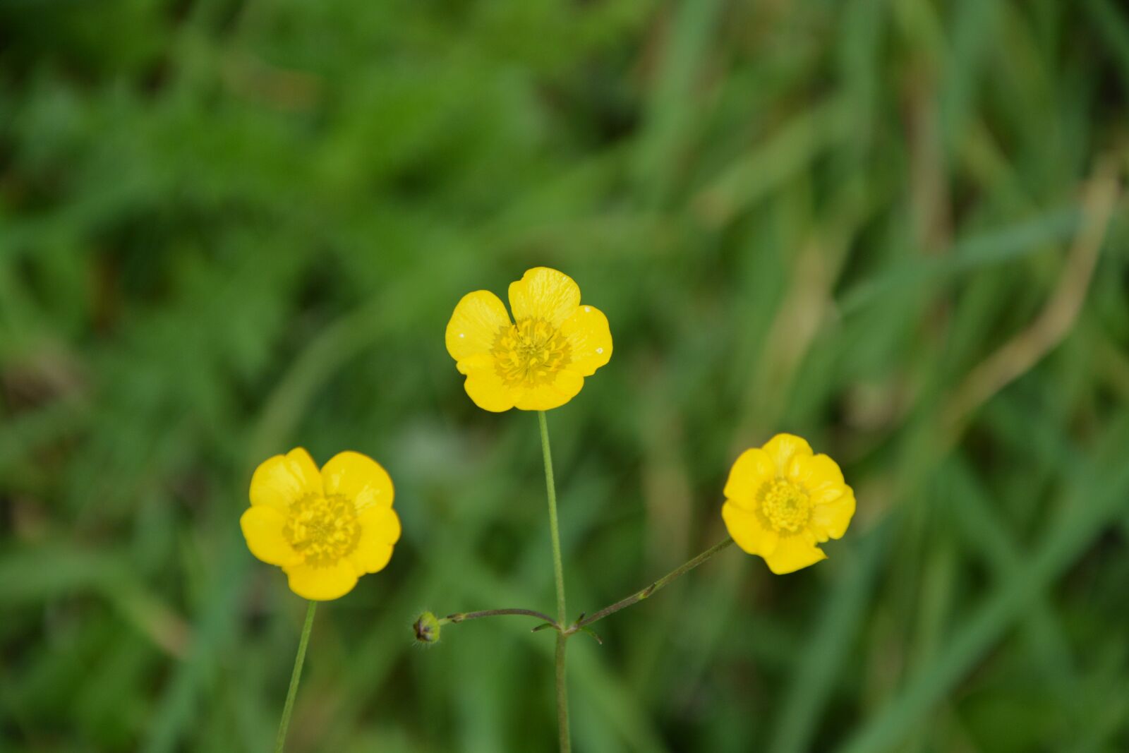 Nikon D5200 sample photo. Yellow flowers, buttercup, grass photography