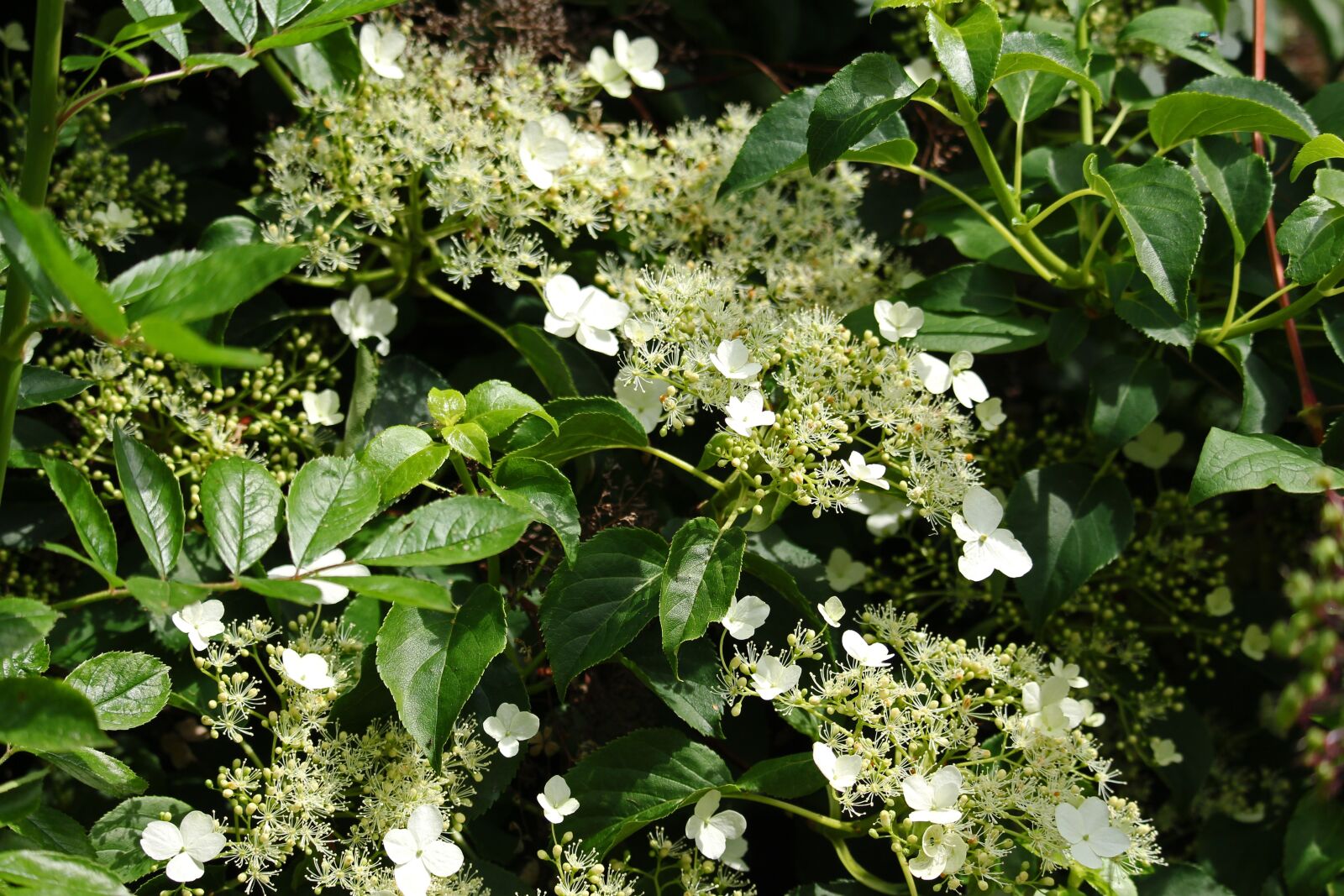Canon EF-S 55-250mm F4-5.6 IS STM sample photo. Climbing, hydrangea, leaves photography